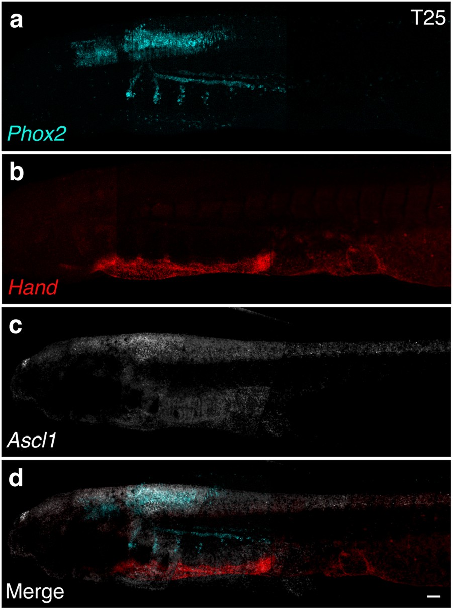 Extended Data Fig. 1