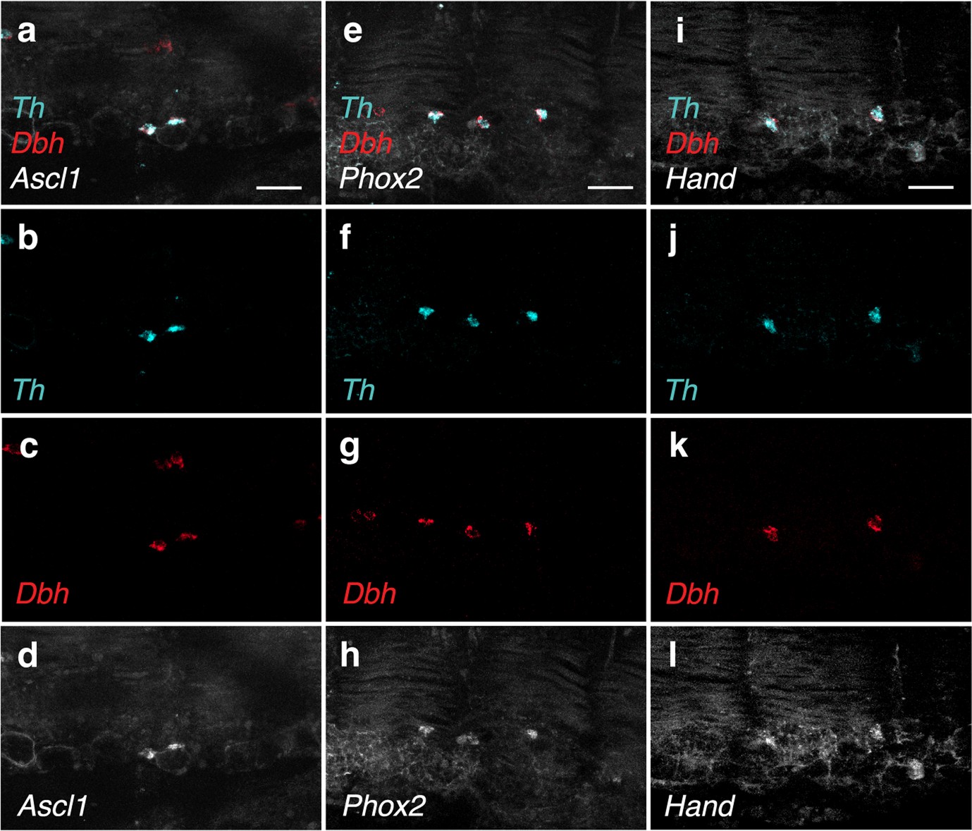 Extended Data Fig. 2