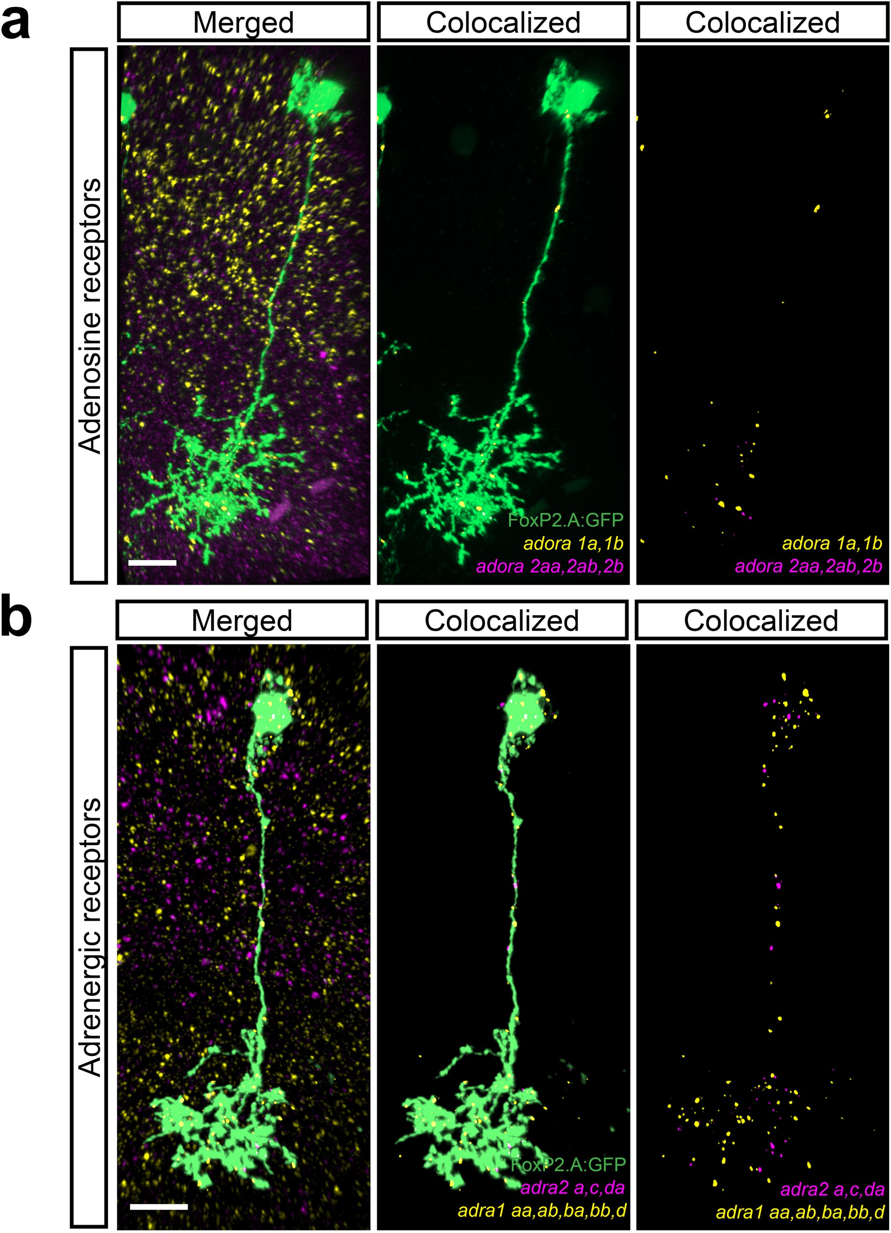 Extended Data Fig. 11: FoxP2.A+ neurons express adenosine and adrenergic receptors transcripts.