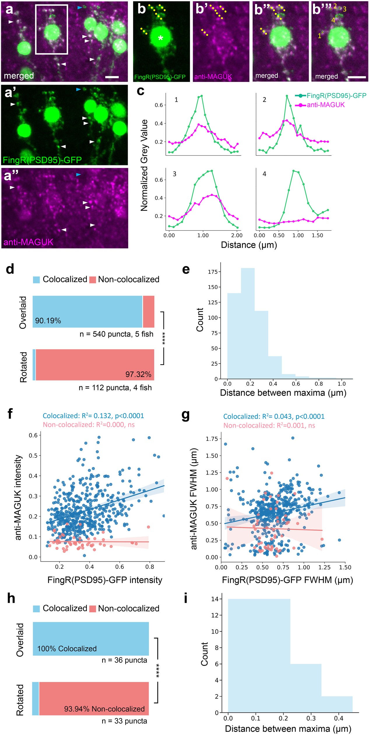 Extended Data Fig. 1: The modified FingR(PSD95)-GFP construct labels synapses in vivo.
