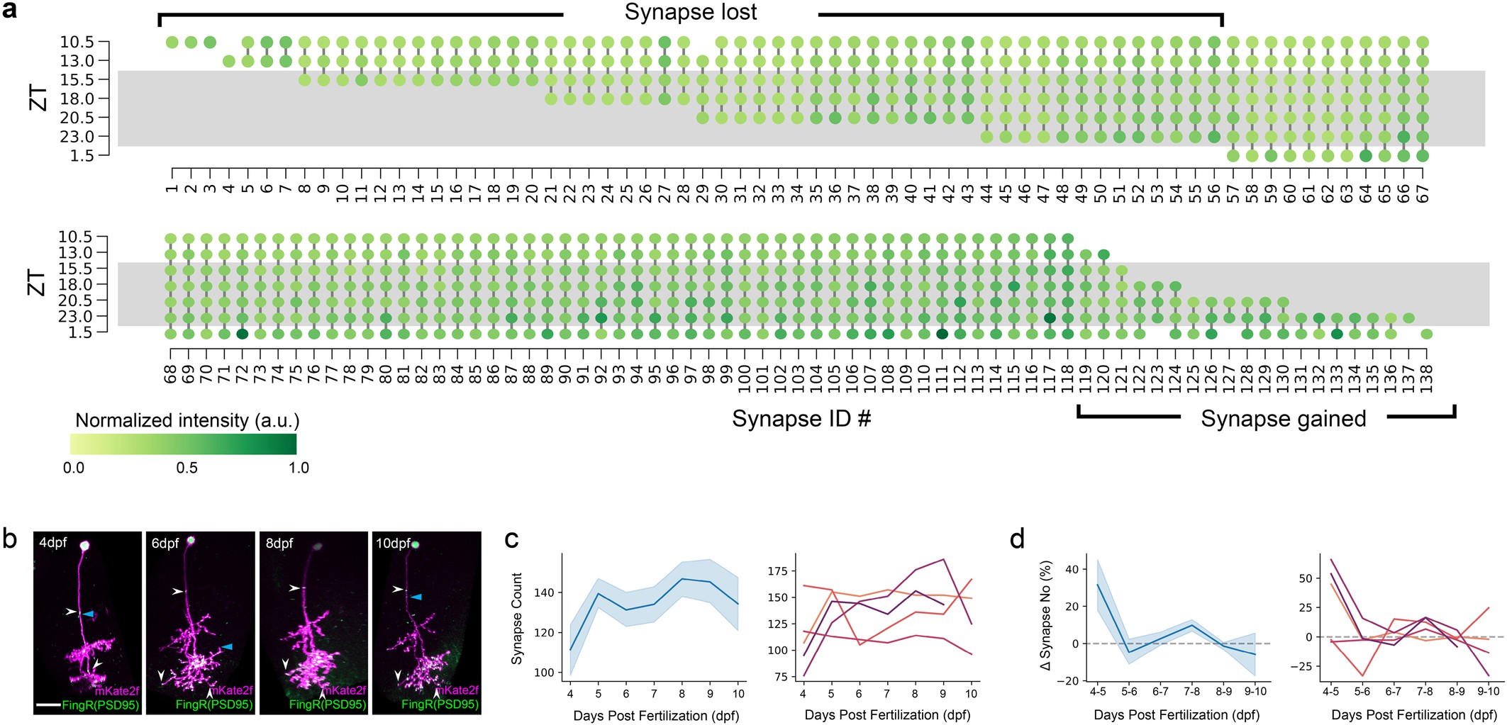 Extended Data Fig. 2: The synapse number of single tectal neurons is developmentally stable at 6–9 dpf.