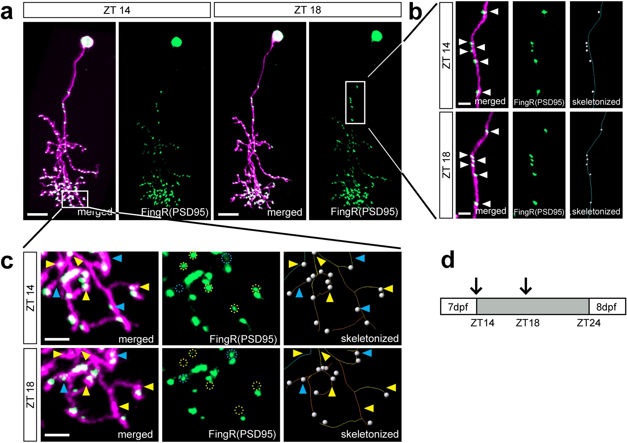 Extended Data Fig. 3: Example of a single FoxP2.A:FingR(PSD95)+ neuron at ZT14 and ZT18.
