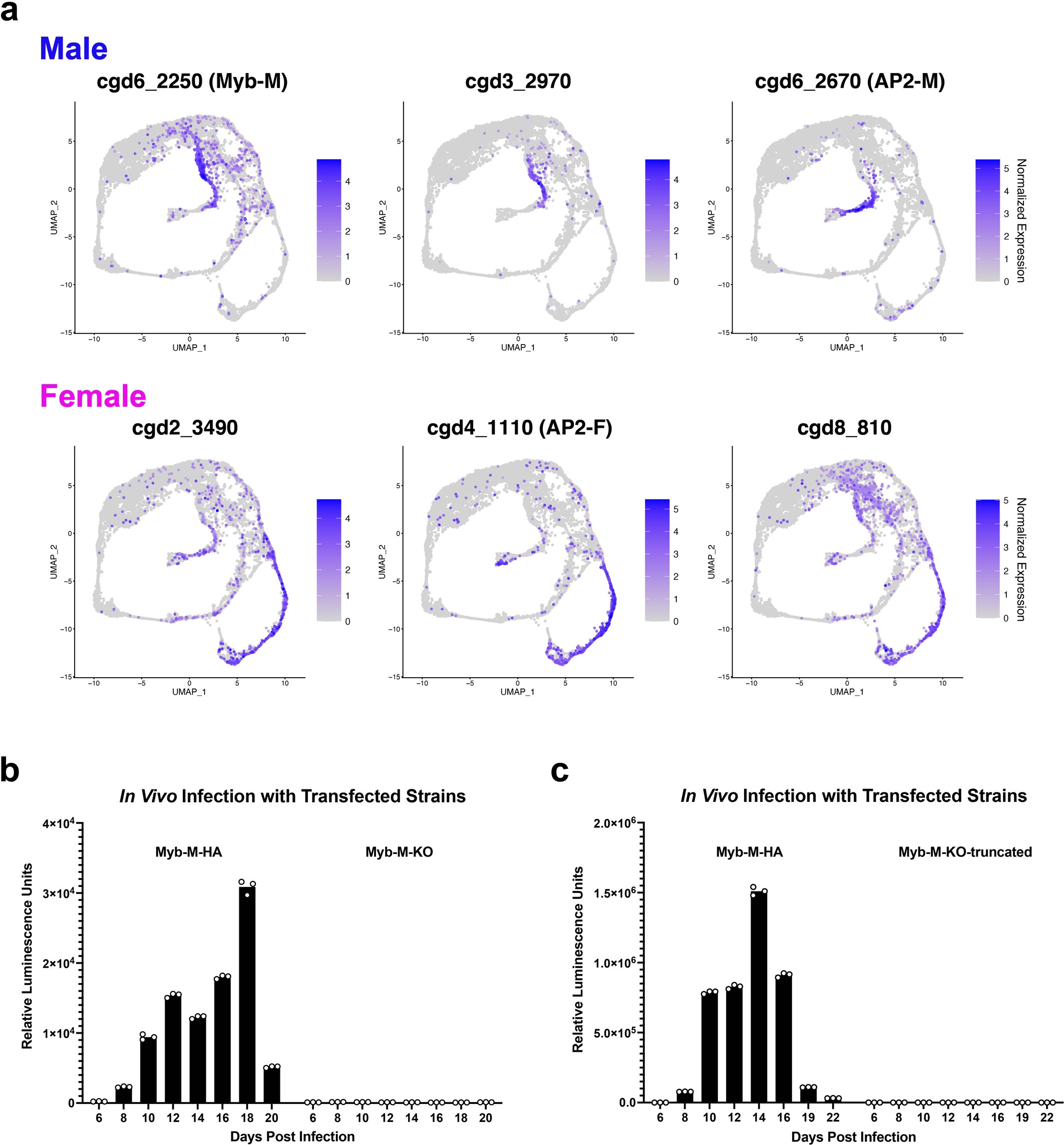 Extended Data Fig. 9: Myb-M is the earliest male transcription factor and the locus is refractory to disruption.