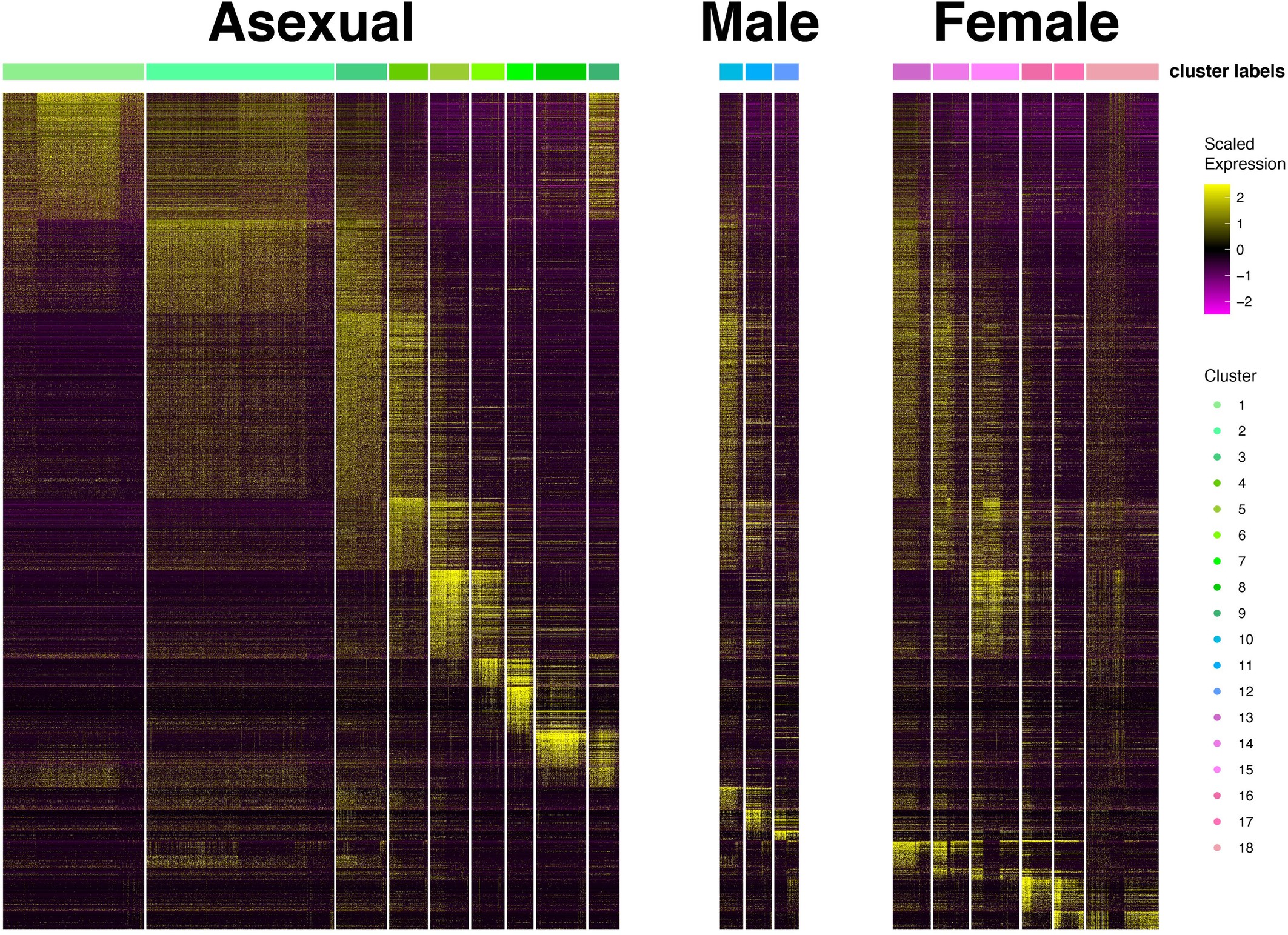 Extended Data Fig. 4: Expression of cluster markers across the C. parvum life cycle.
