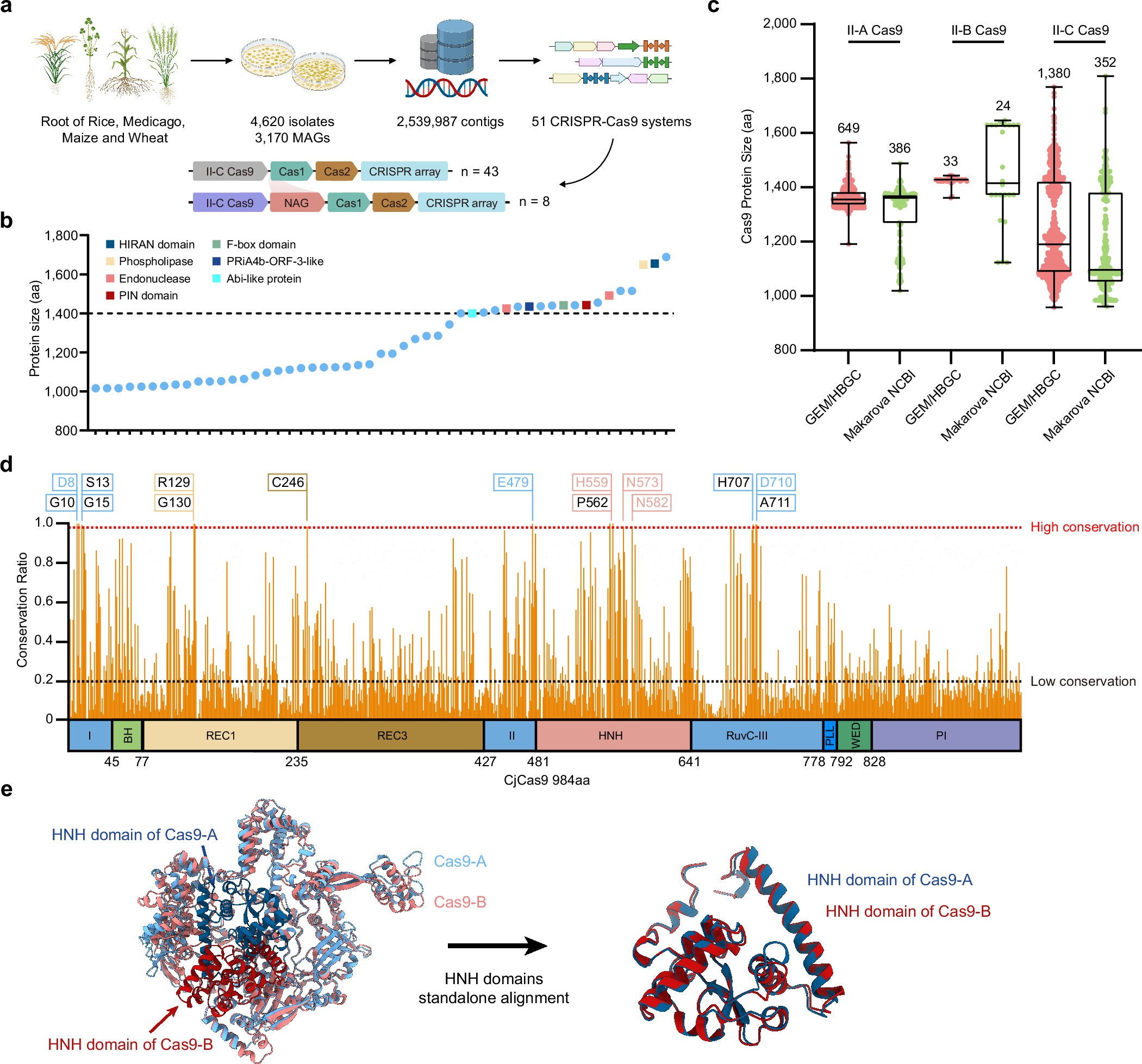 Extended Data Fig. 1: Bioinformatic identification and conservation of II-C Cas9s.