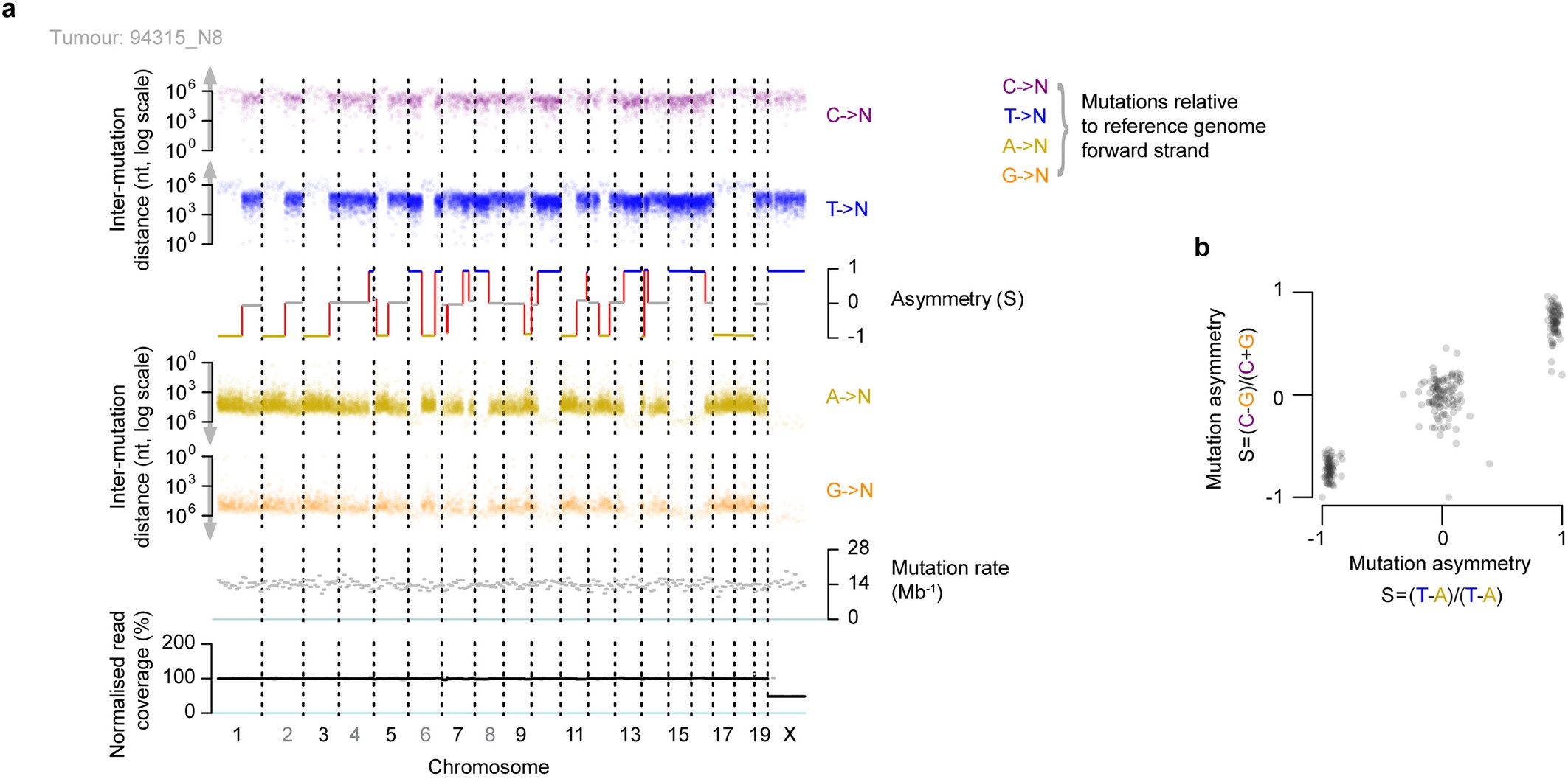 Extended Data Fig. 1: Exemplar tumour genome demonstrating mutation asymmetry from lesion segregation.