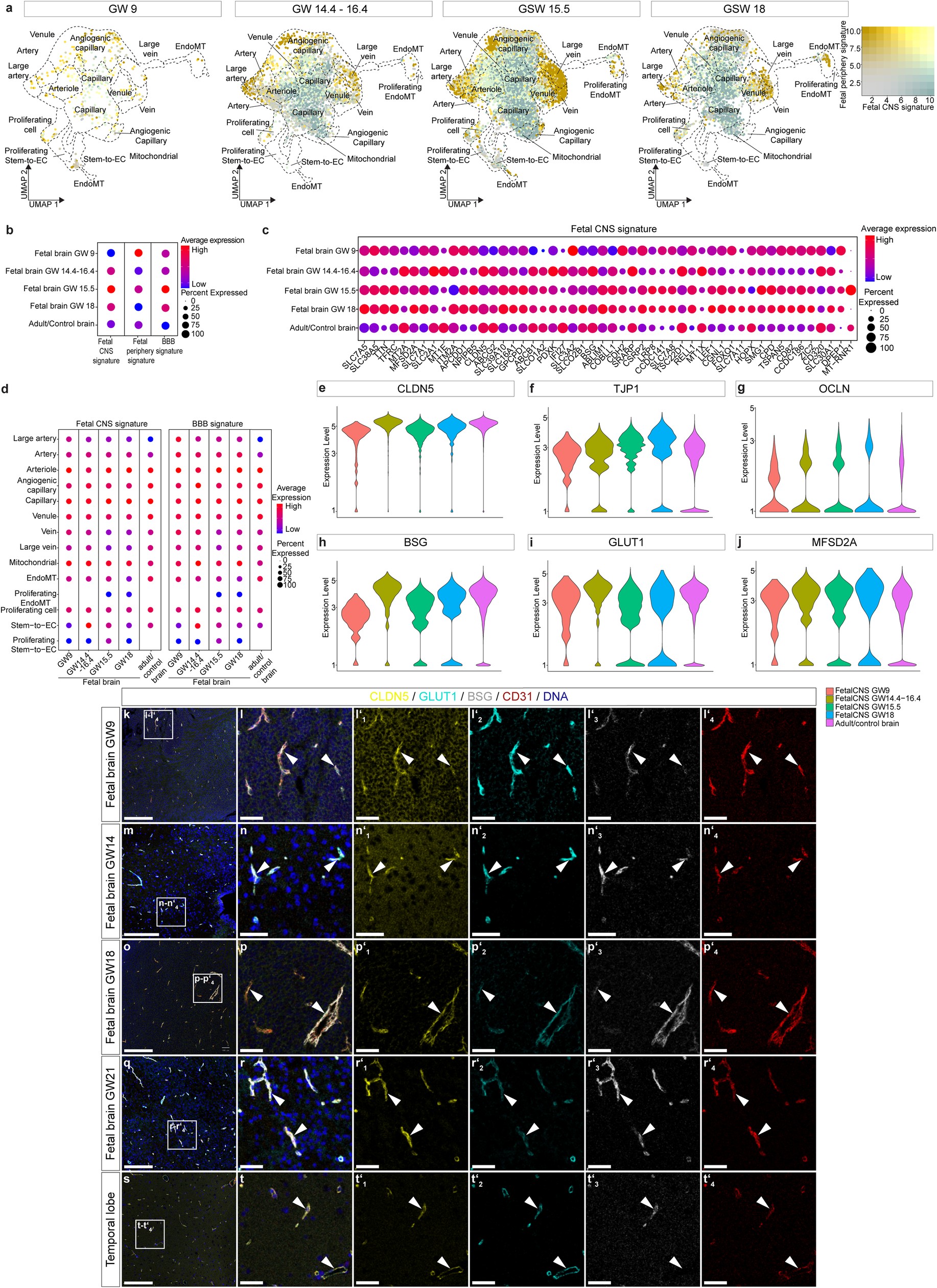 Extended Data Fig. 6: Establishment of CNS, peripheral and BBB signatures in vascular ECs from the developing fetal to the adult brain vasculature.