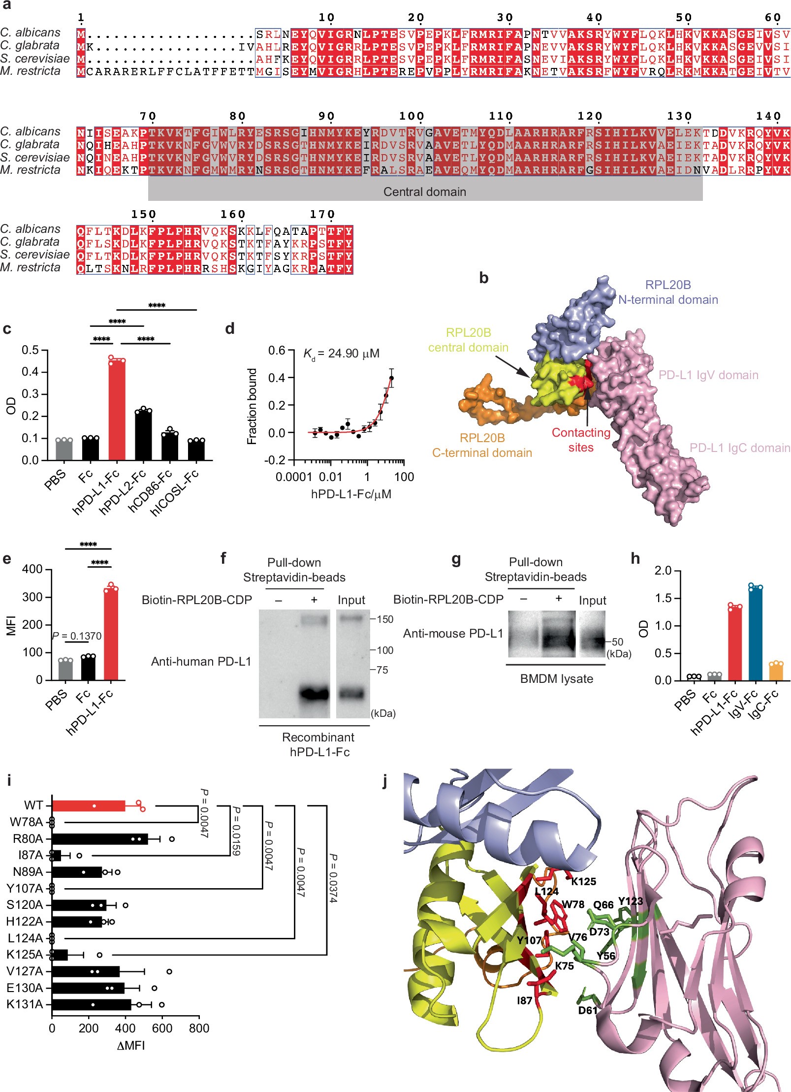 Extended Data Fig. 6: RPL20B central domain binds to PD-L1 IgV domain.