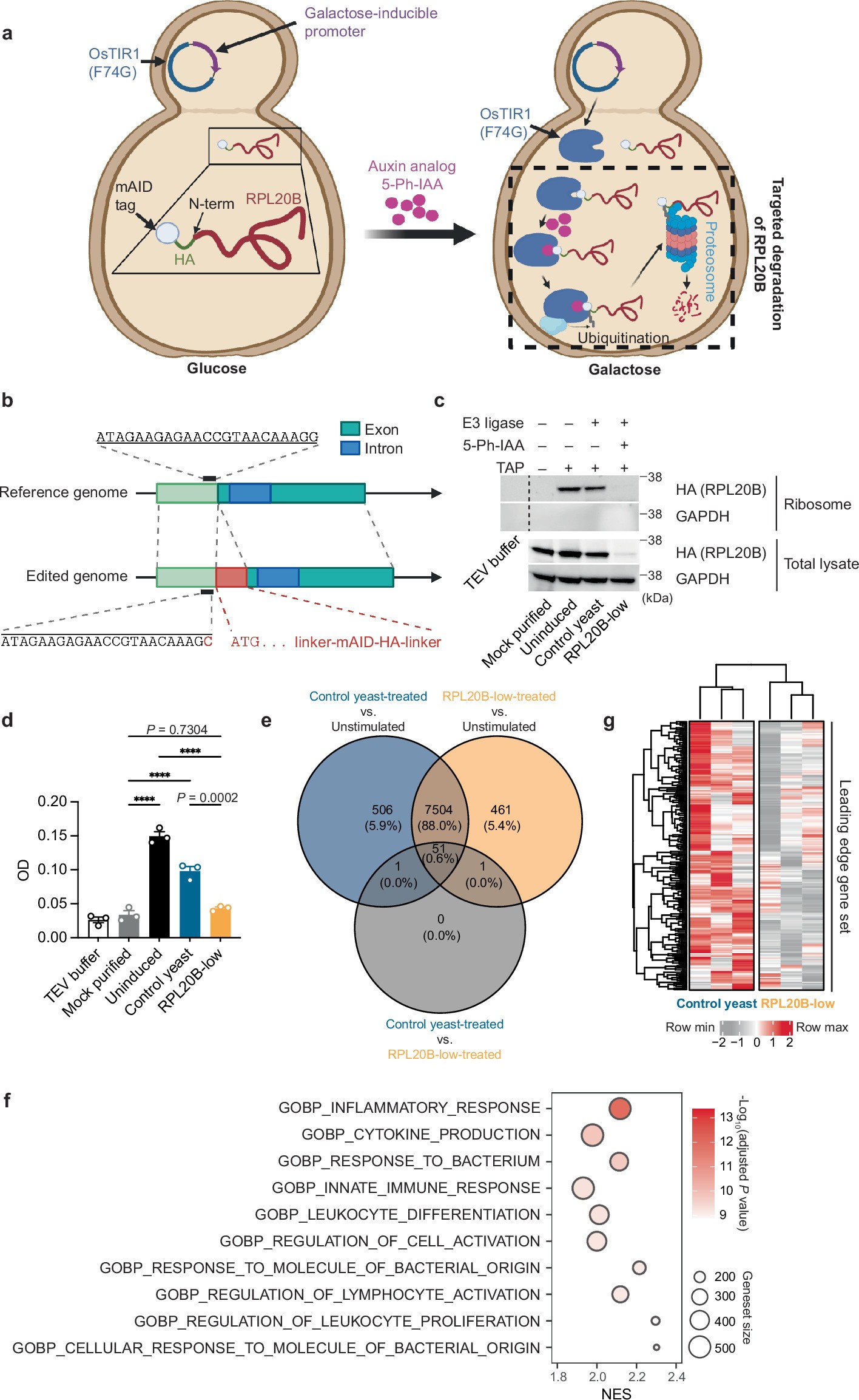 Extended Data Fig. 8: Targeted degradation of RPL20B in yeast leads to altered mRNA expression of cytokines.