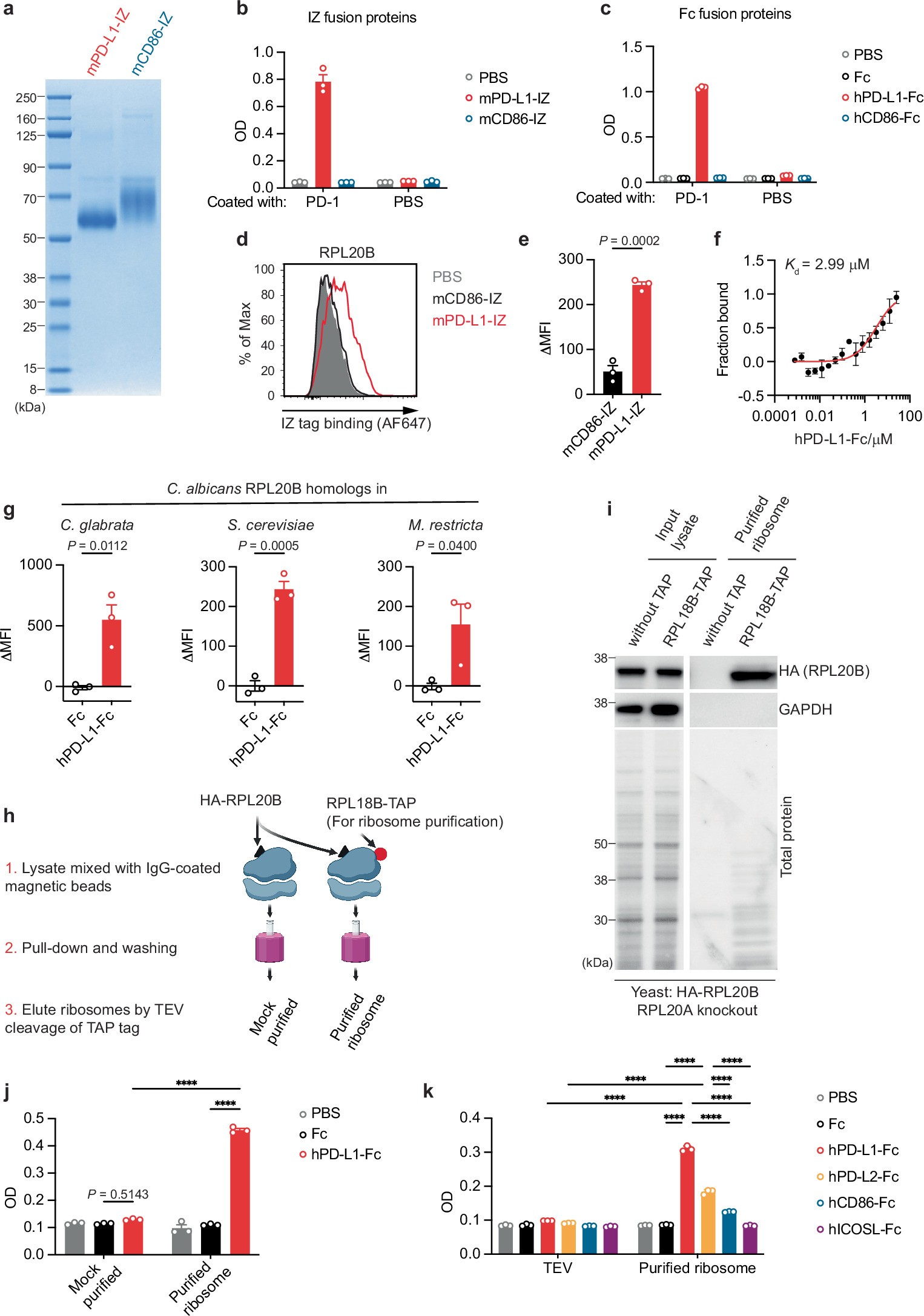 Extended Data Fig. 5: Ribosomal protein RPL20B mediates PD-L1 binding to fungi.