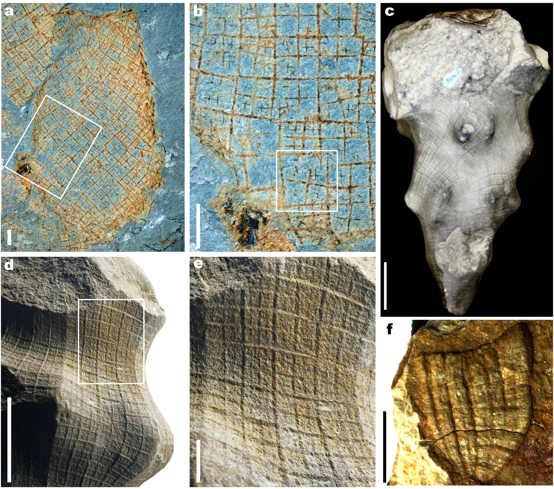 Extended Data Fig. 3: Palaeozoic sponges and candidate sponges with skeletons organized in hierarchical latticework.