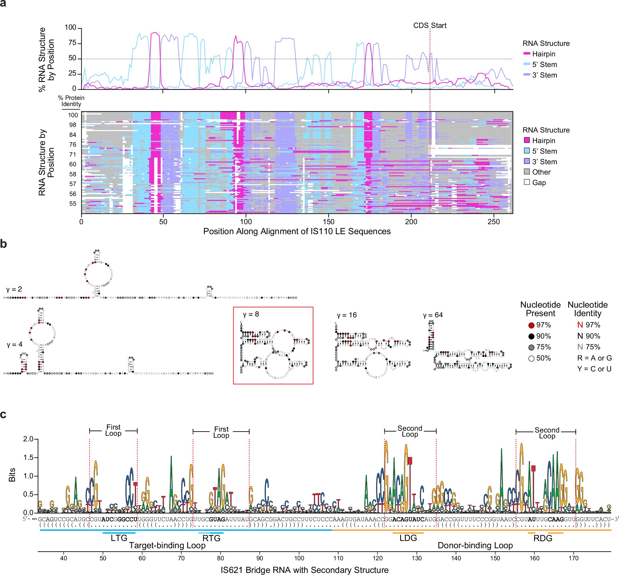 Extended Data Fig. 3: Secondary structure alignment of IS621 non-coding ends and consensus secondary structure prediction.
