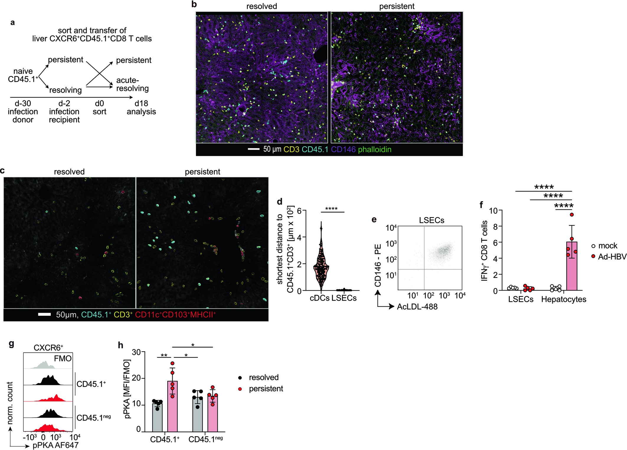 Extended Data Fig. 6: Impact of the liver tissue rheostat via AC/cAMP/PKA signalling on virus-specific CD8 T cell function.