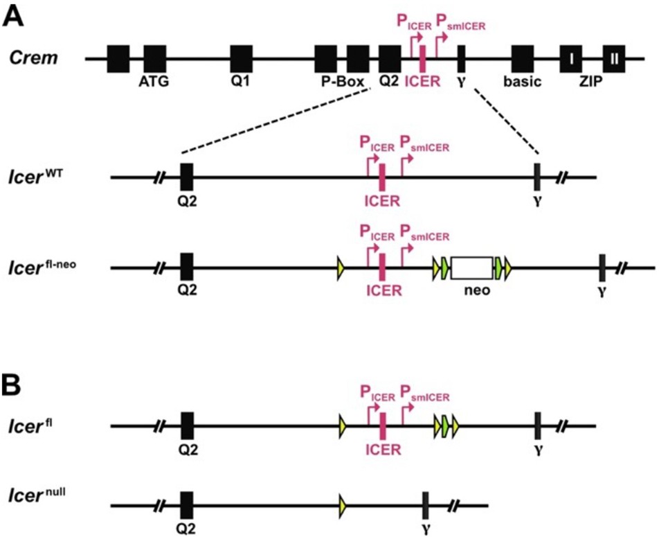 Extended Data Fig. 8: Strategy for the generation of a floxed ICER knockout mouse to achieve a T cell-specific ICER knockout.