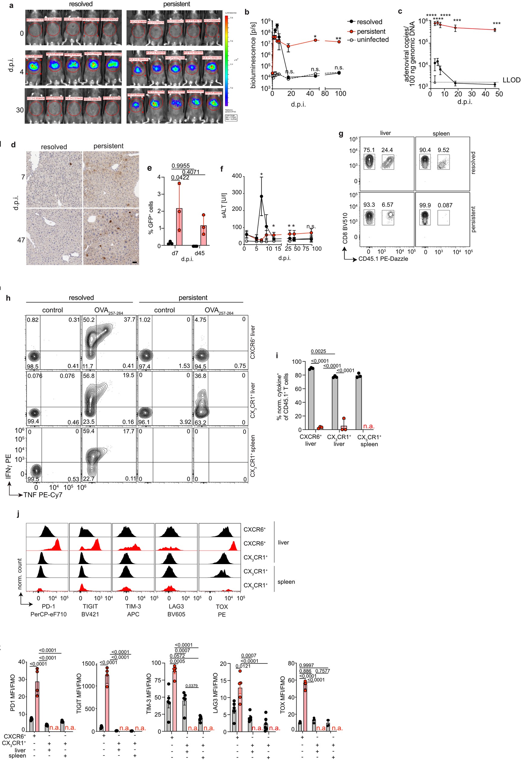 Extended Data Fig. 1: Kinetics of infection and frequencies of antigen-specific CD8 T cells during hepatotropic adenoviral infection.