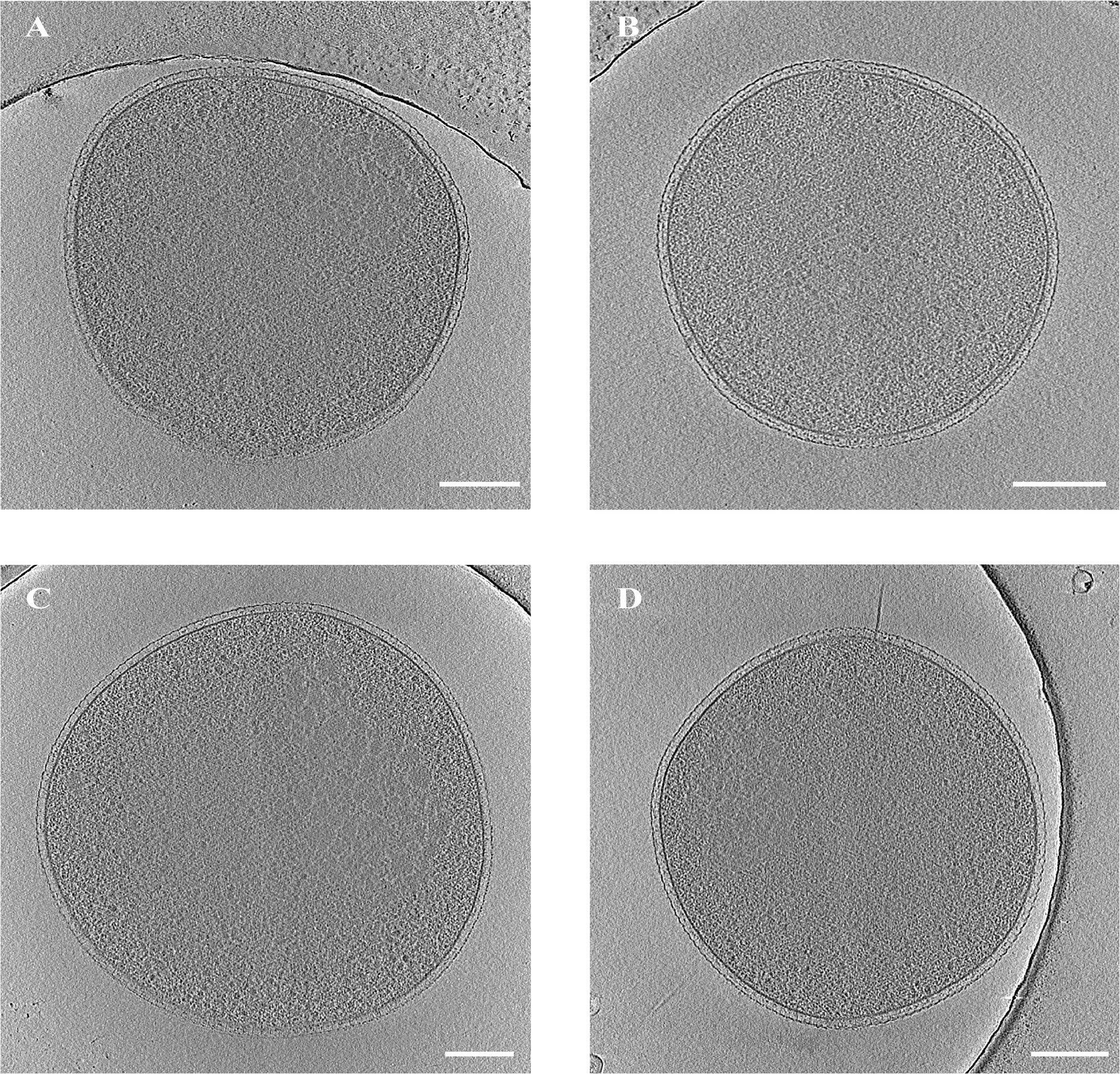 Extended Data Fig. 8