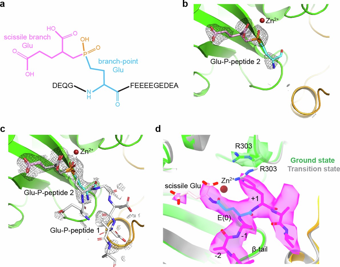 Extended Data Fig. 6: Structure of CCP5 with a βII peptide analog with a glutamate branch at E435 shows no density for the peptide mainchain.