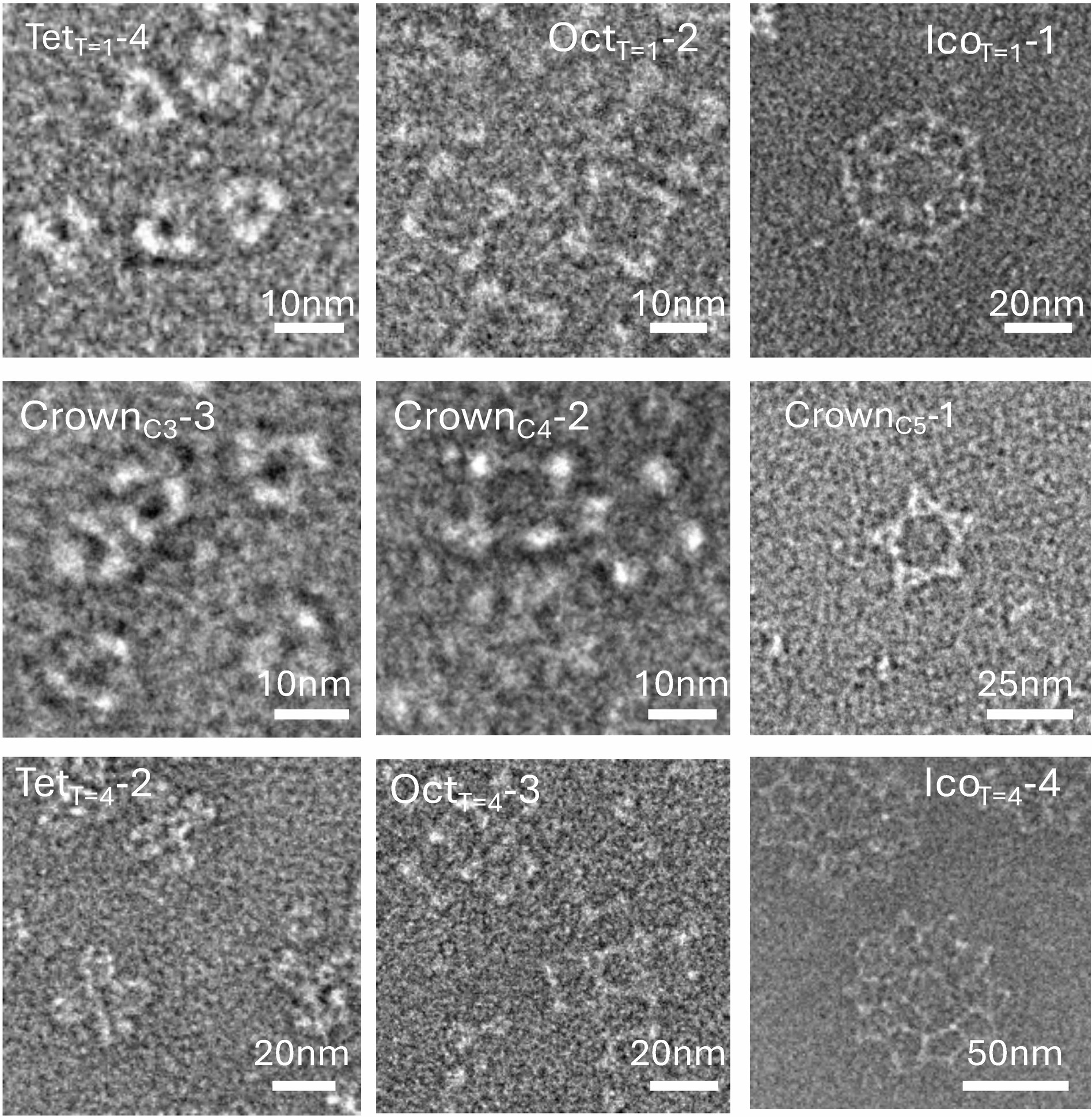 Extended Data Fig. 1: Zoomed-in view of nsEM images.