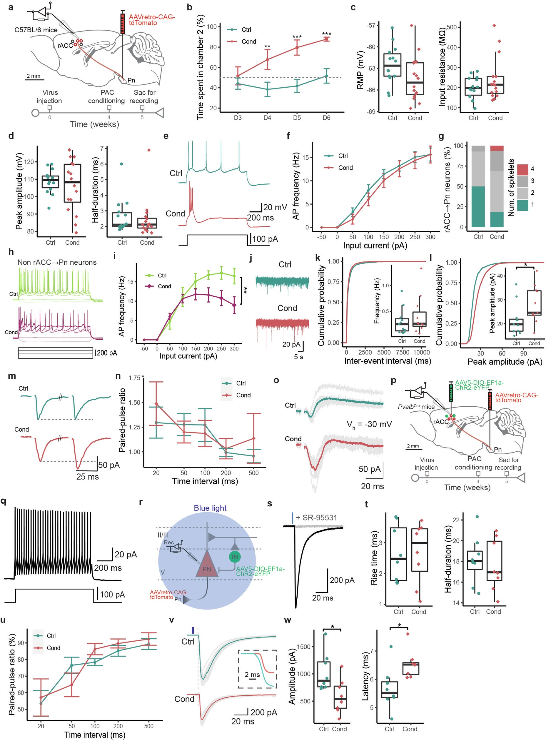 Extended Data Fig. 6: PAC alters the excitation and inhibition balance of rACC→Pn neurons.