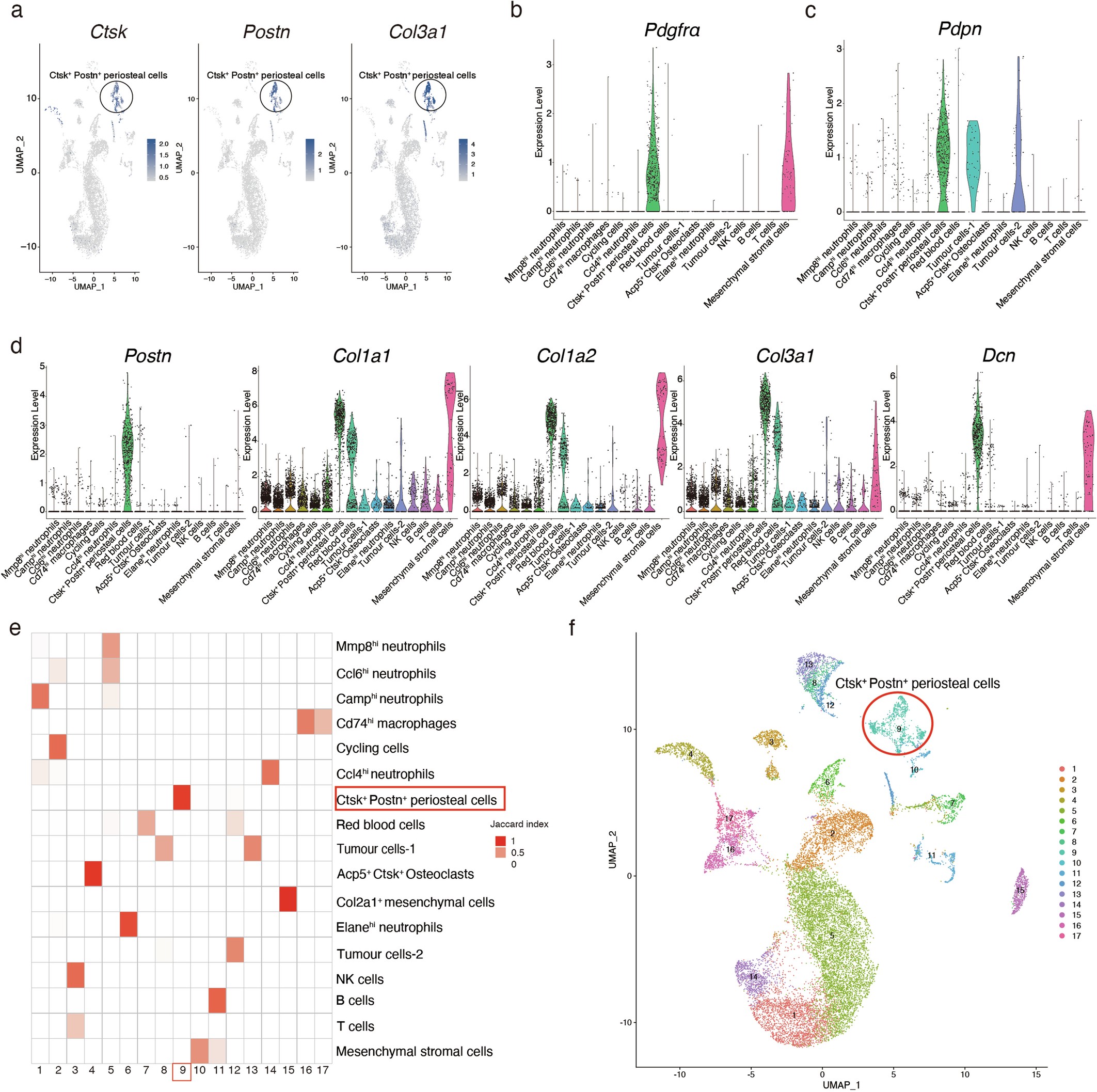 Extended Data Fig. 6: The expression patterns of periosteal stromal cell markers in the UMAP clustering.