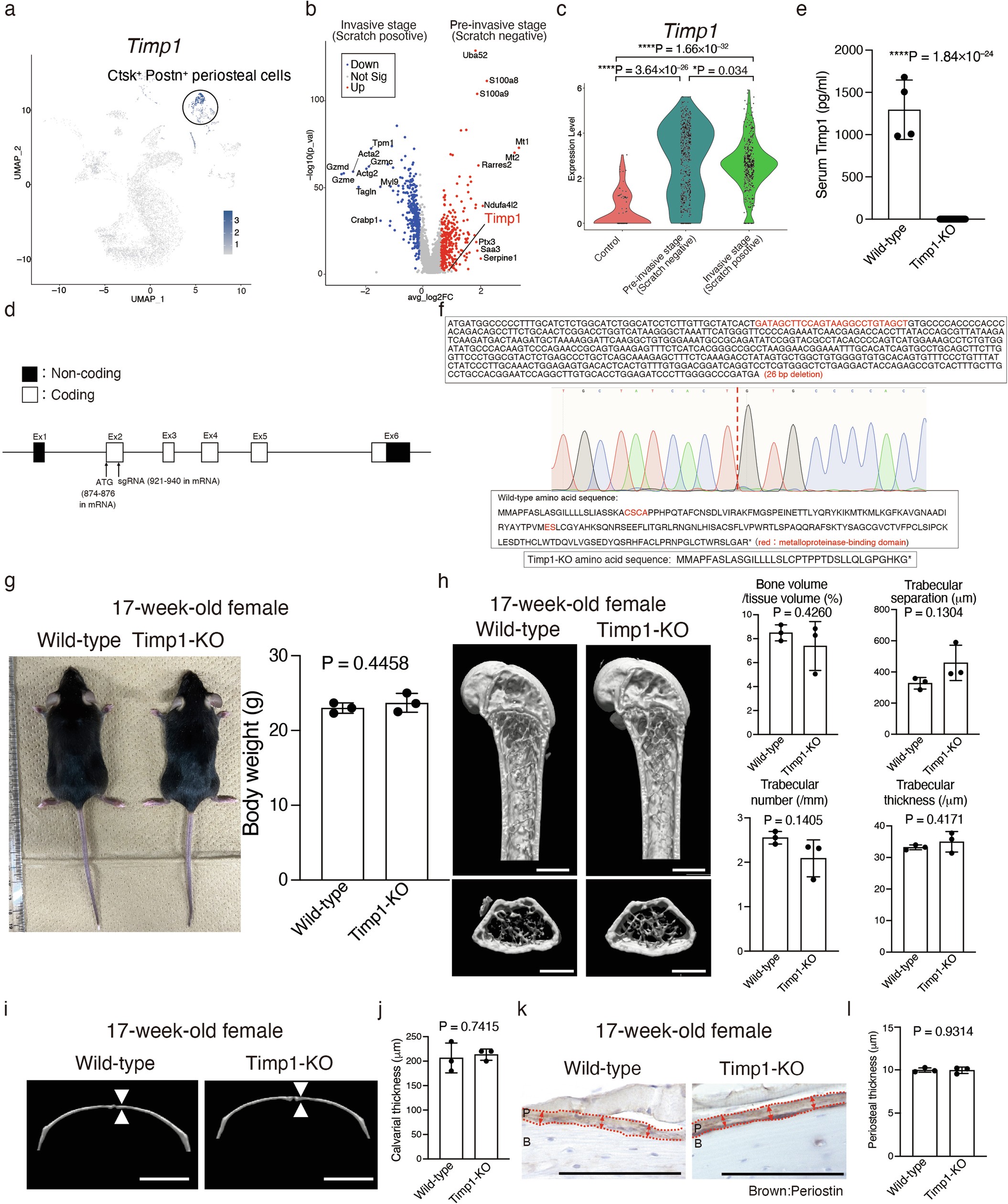 Extended Data Fig. 9: Generation and characterization of Timp1-deficient mice.