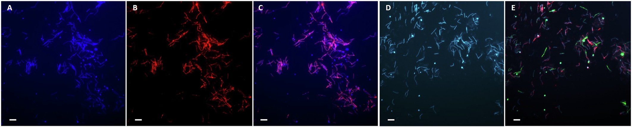 Extended Data Fig. 4