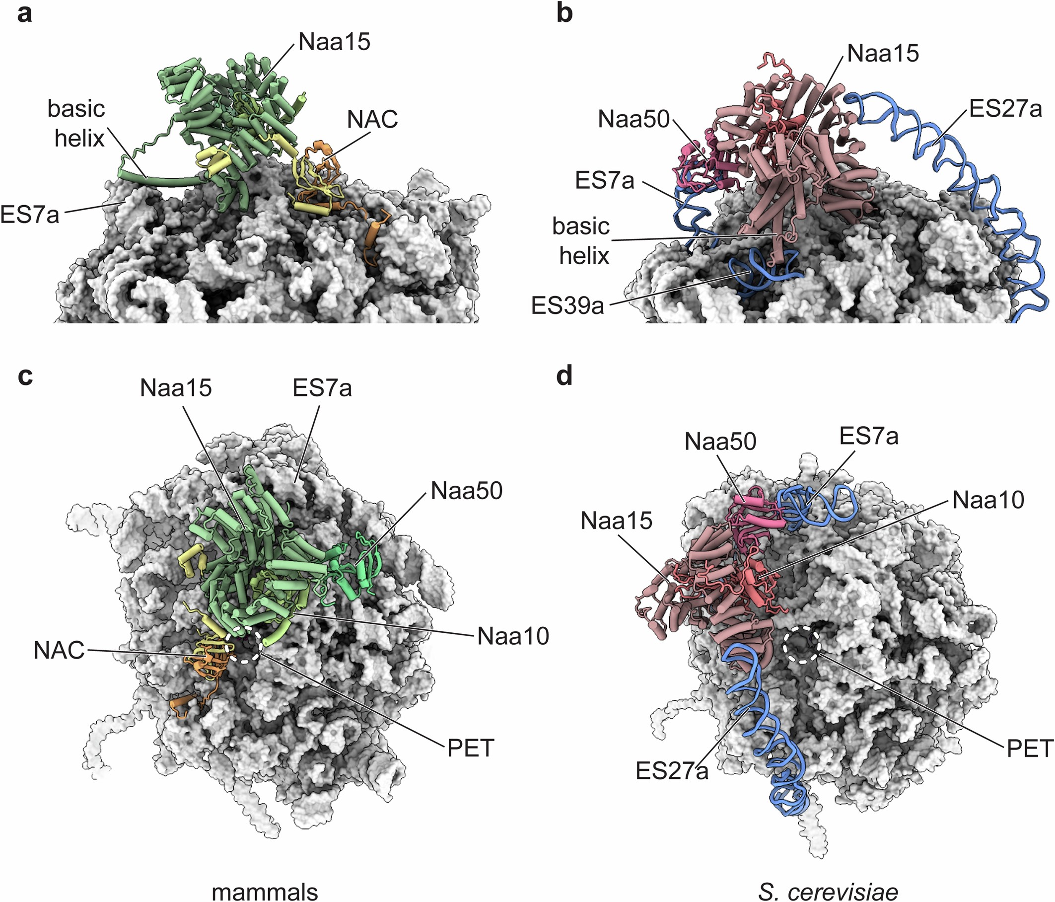 Extended Data Fig. 5: Mammals and yeast employ distinct modes of NatA/E recruitment to ribosomes.