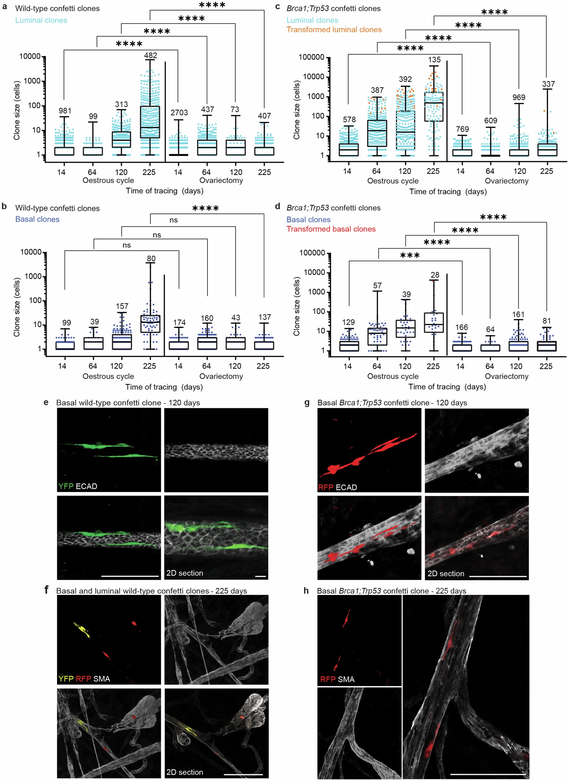 Extended Data Fig. 11: Ovariectomy abolishes field clonalization and cancerization of basal and luminal cell clones.