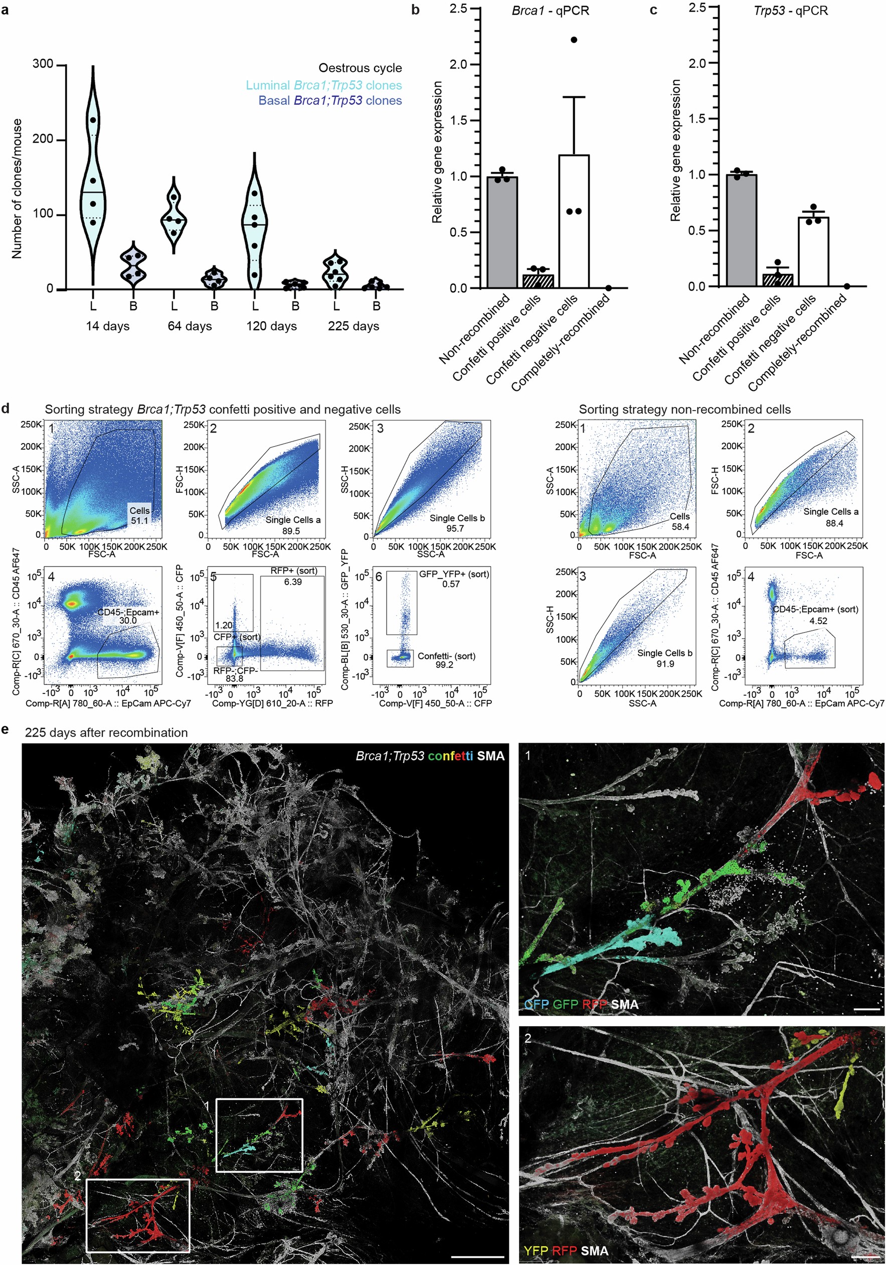 Extended Data Fig. 1: Stochastic recombination in the Brca1fl/fl;Trp53fl/fl;R26R-Confetti mouse model.
