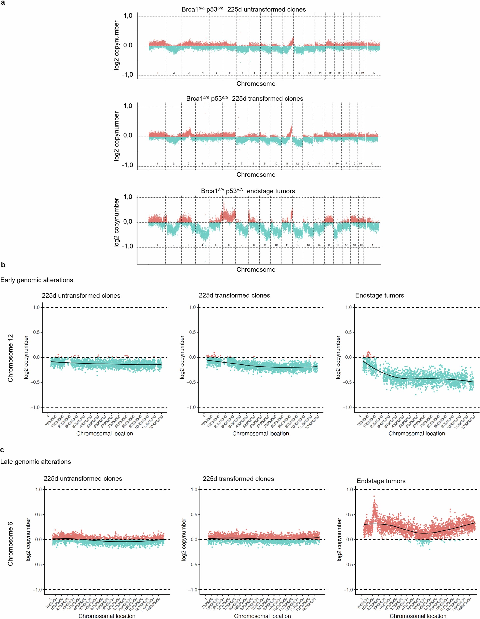 Extended Data Fig. 3: Genomic alterations in Brca1;Trp53 confetti clones and end stage tumours.