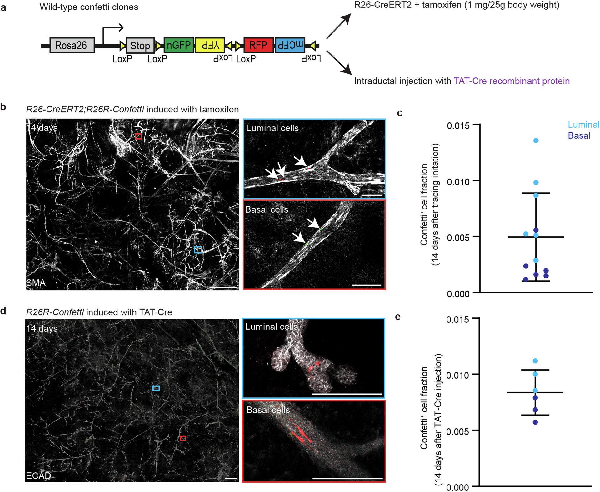 Extended Data Fig. 4: Recombination of wild-type confetti clones with TAT-Cre or tamoxifen results in similar labelling efficiencies.