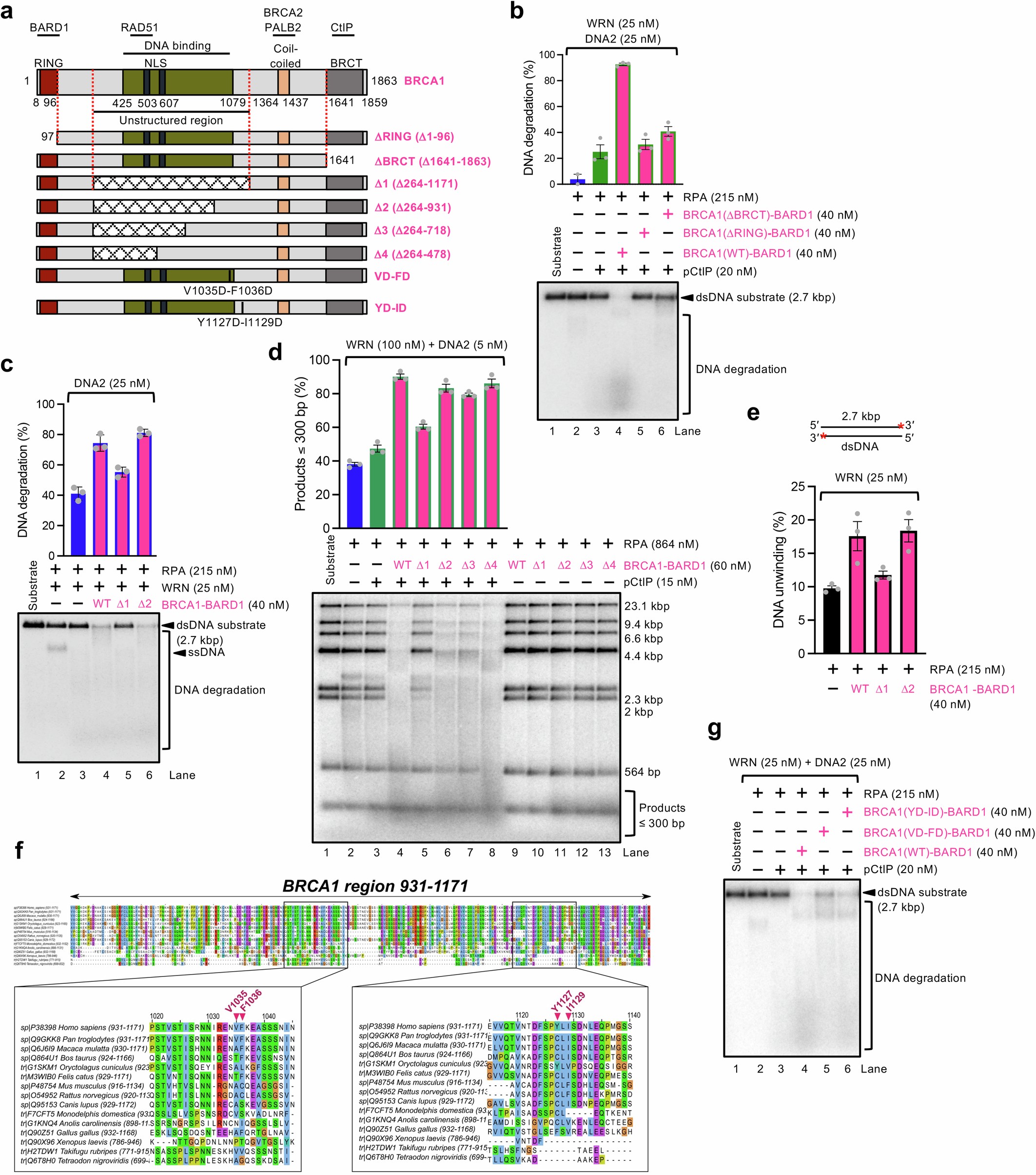 Extended Data Fig. 5: Identification of BRCA1 regions necessary for DNA end resection.