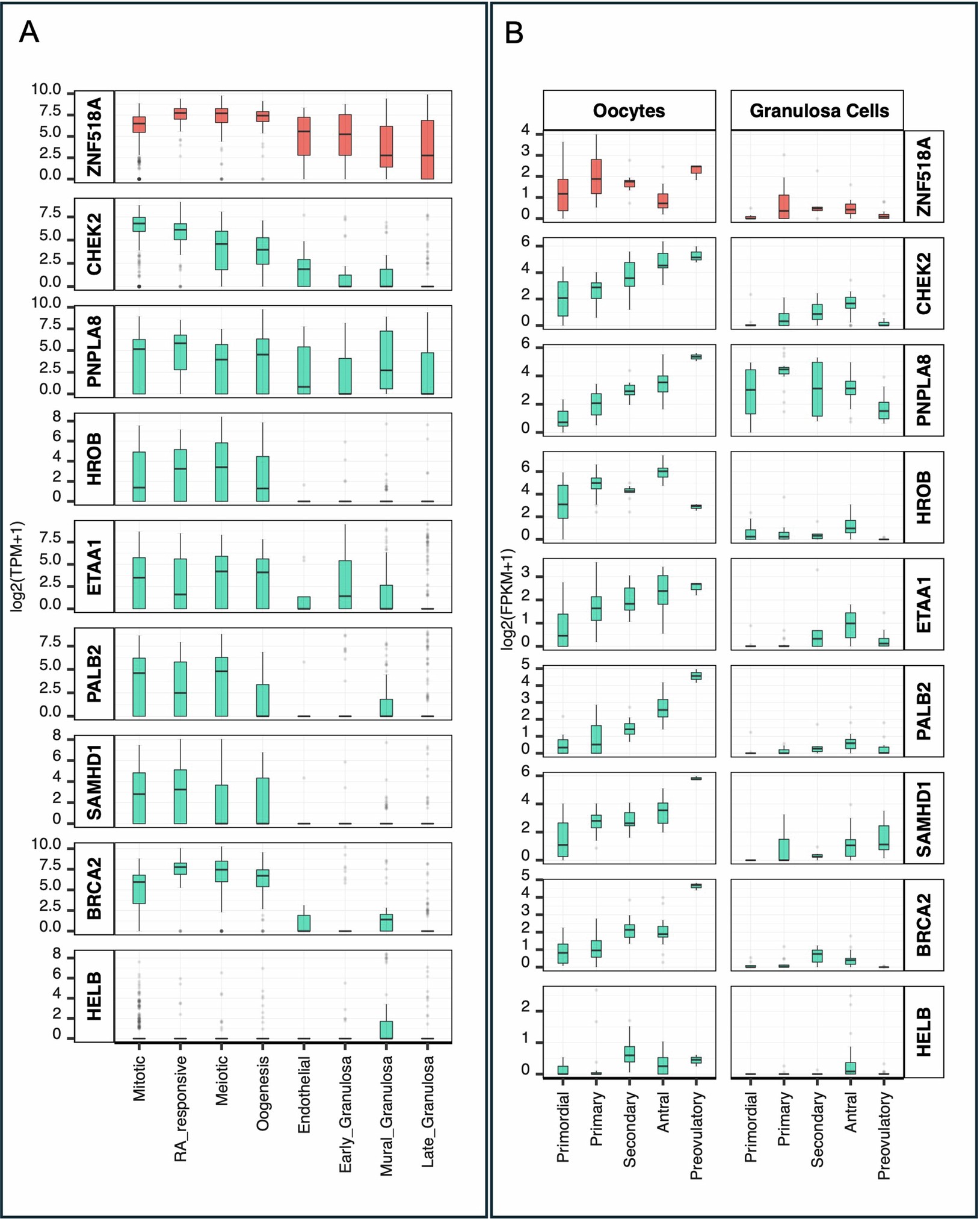 Extended Data Fig. 7: mRNA expression of WES genes during foetal stages and folliculogenesis.