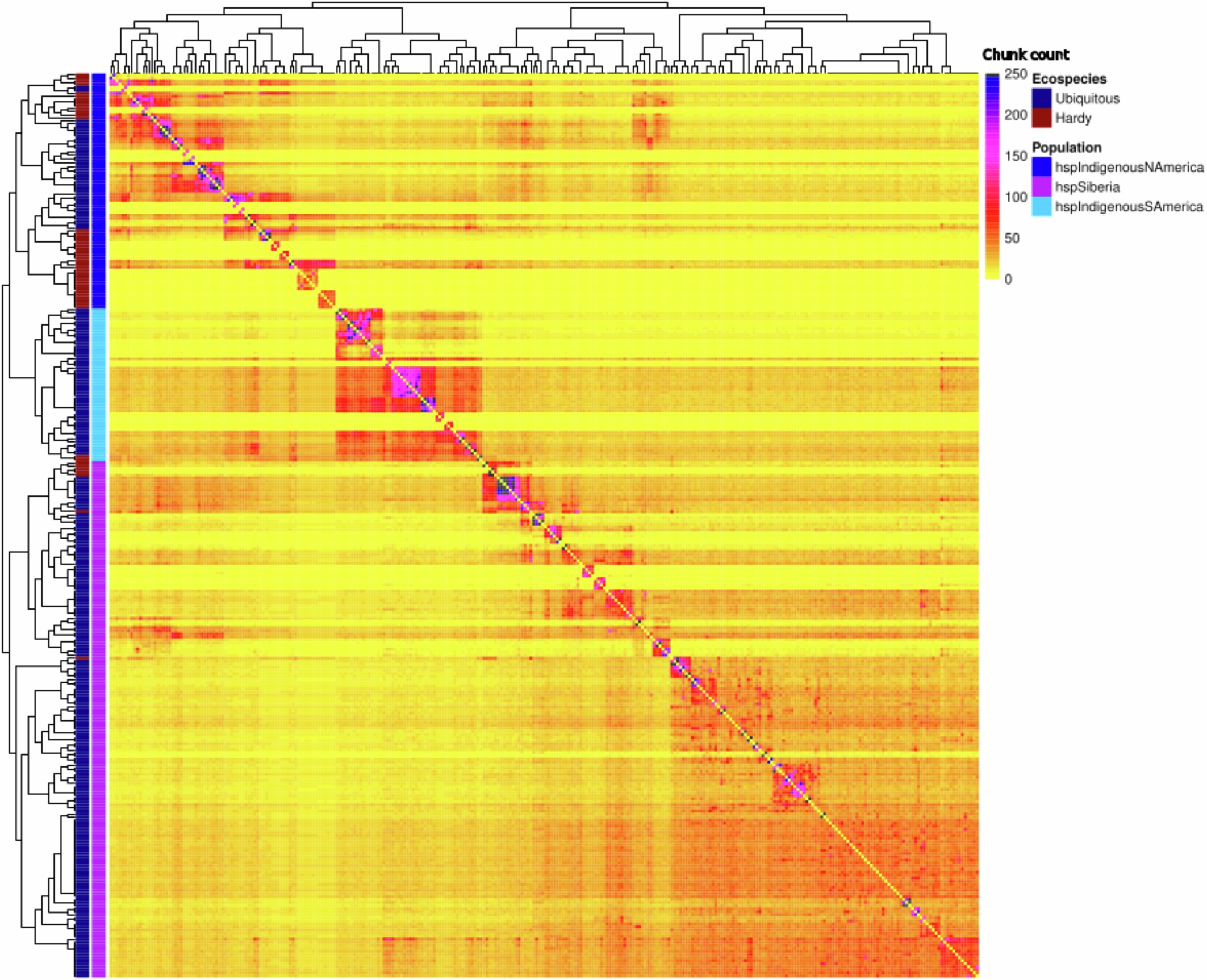 Extended Data Fig. 4: FineSTRUCTURE analysis of the strains from hspSiberia, hspIndigenousNAmerica and hspIndigenousSAmerica.