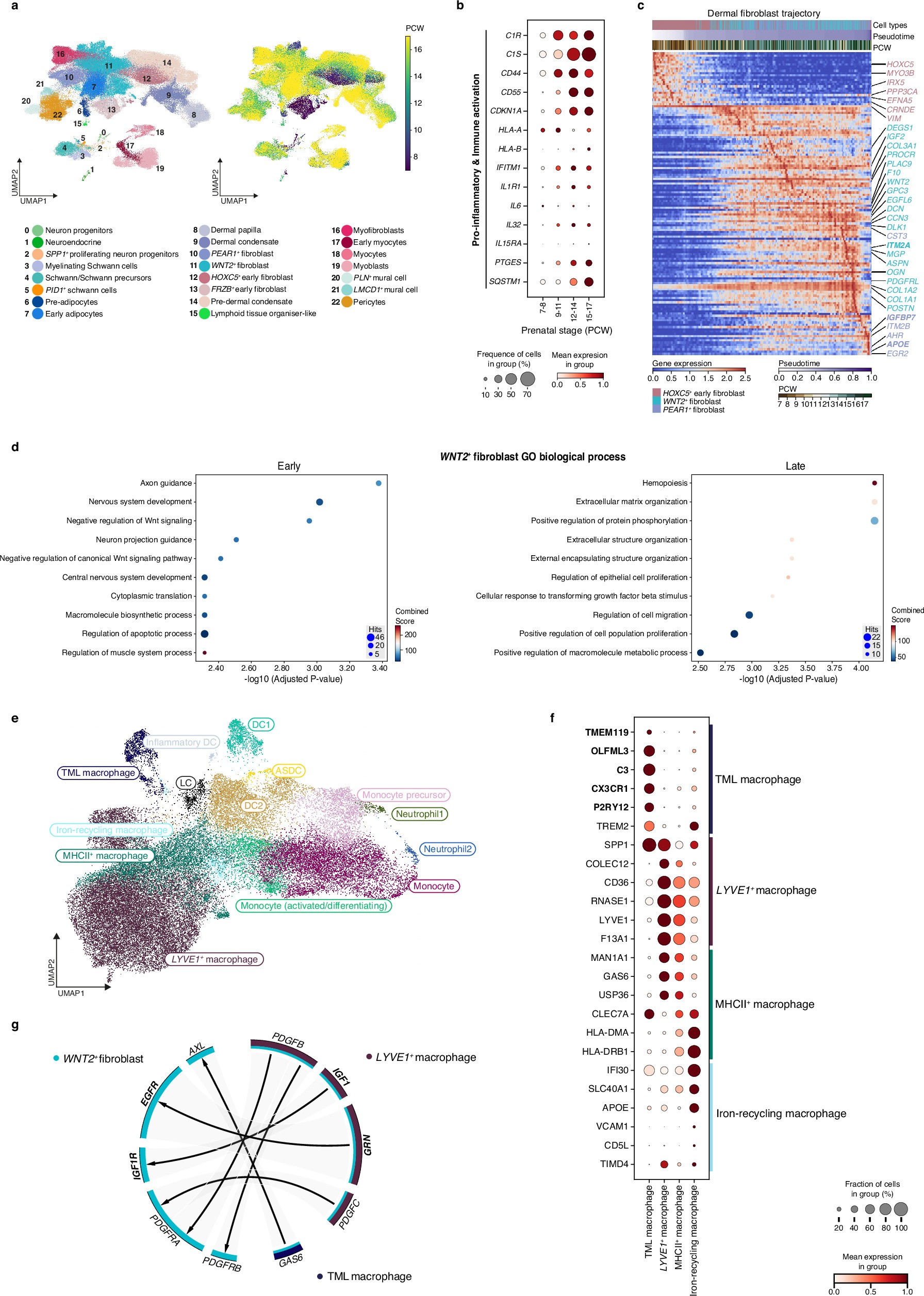 Extended Data Fig. 7: The role of early dermal fibroblasts in prenatal skin.