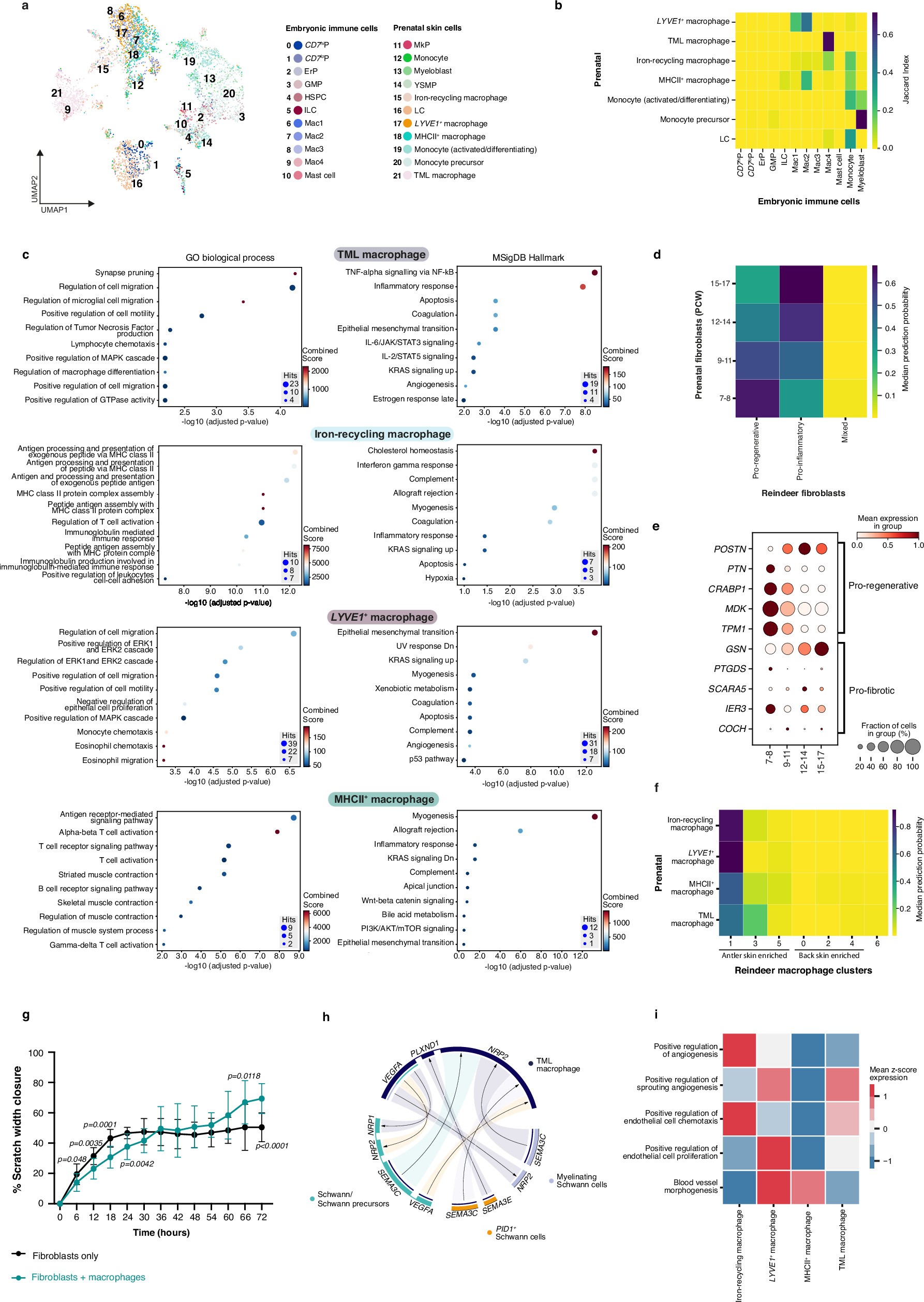Extended Data Fig. 8: The role of macrophages in prenatal skin neurovascular development.