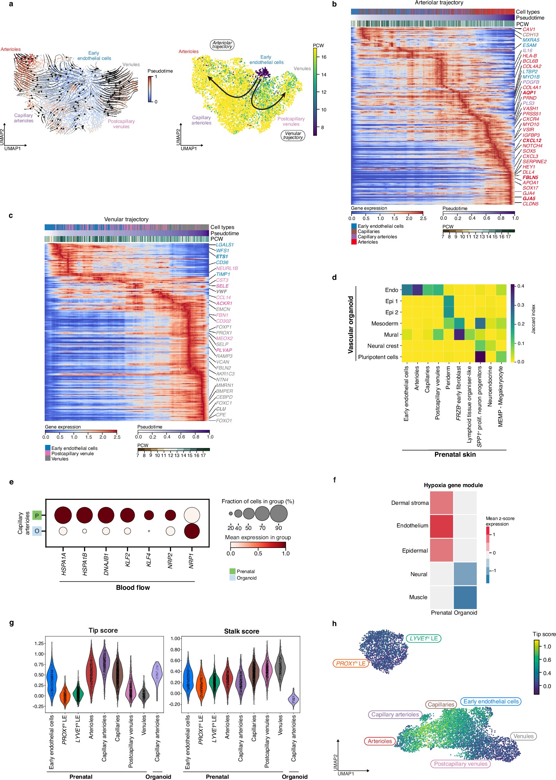 Extended Data Fig. 10: Factors driving angiogenesis and endothelial cell differentiation.