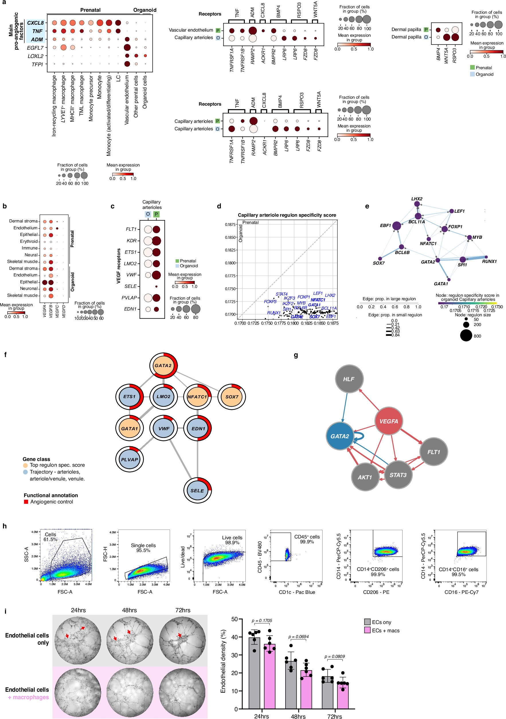 Extended Data Fig. 11: Macrophages support prenatal skin and skin organoid angiogenesis.