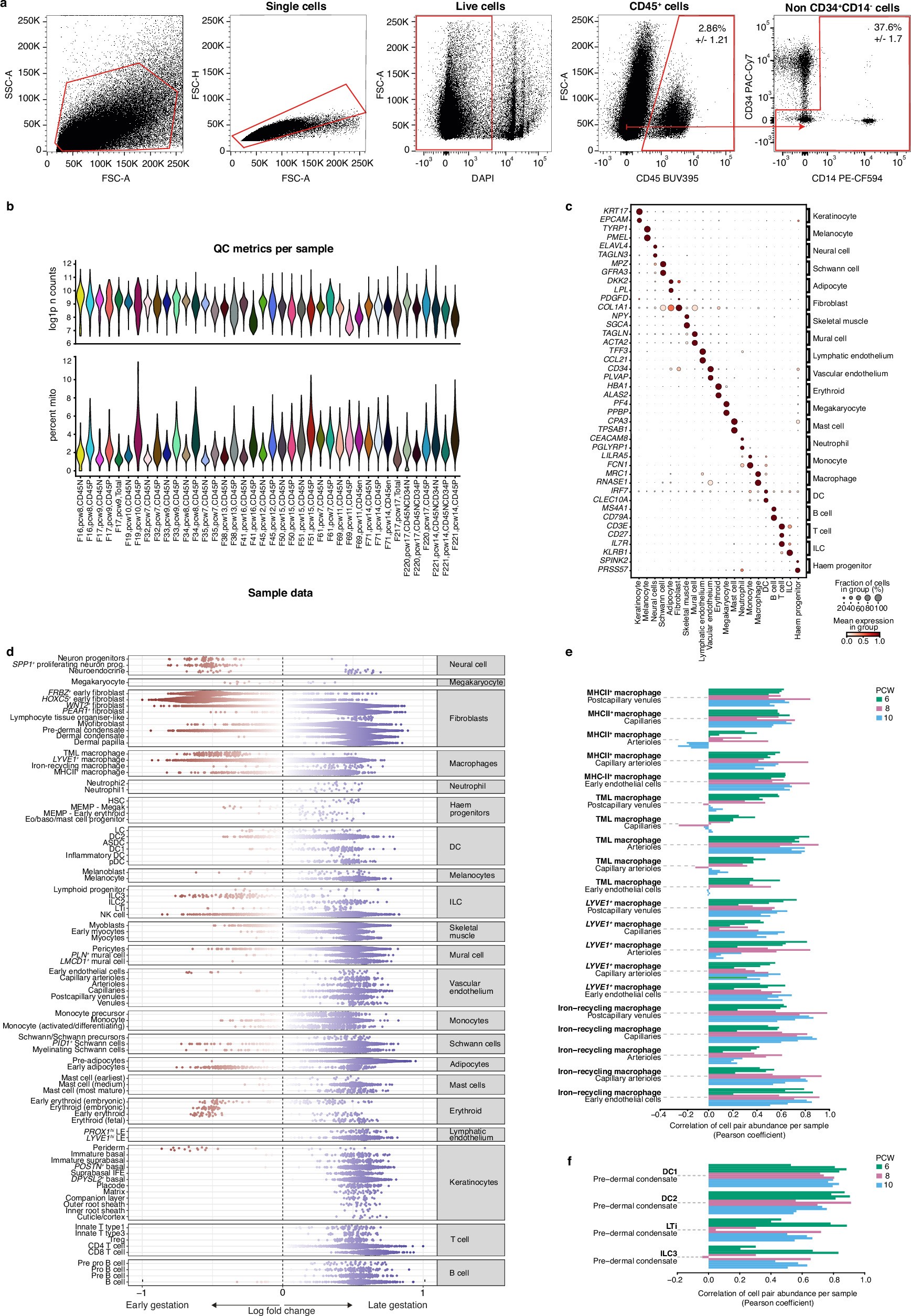 Extended Data Fig. 1: Temporal and spatial composition of human prenatal skin.
