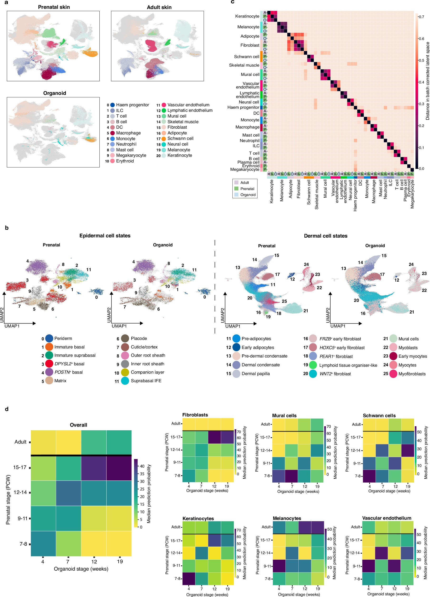 Extended Data Fig. 2: Comparison of the skin organoid with prenatal and adult skin.