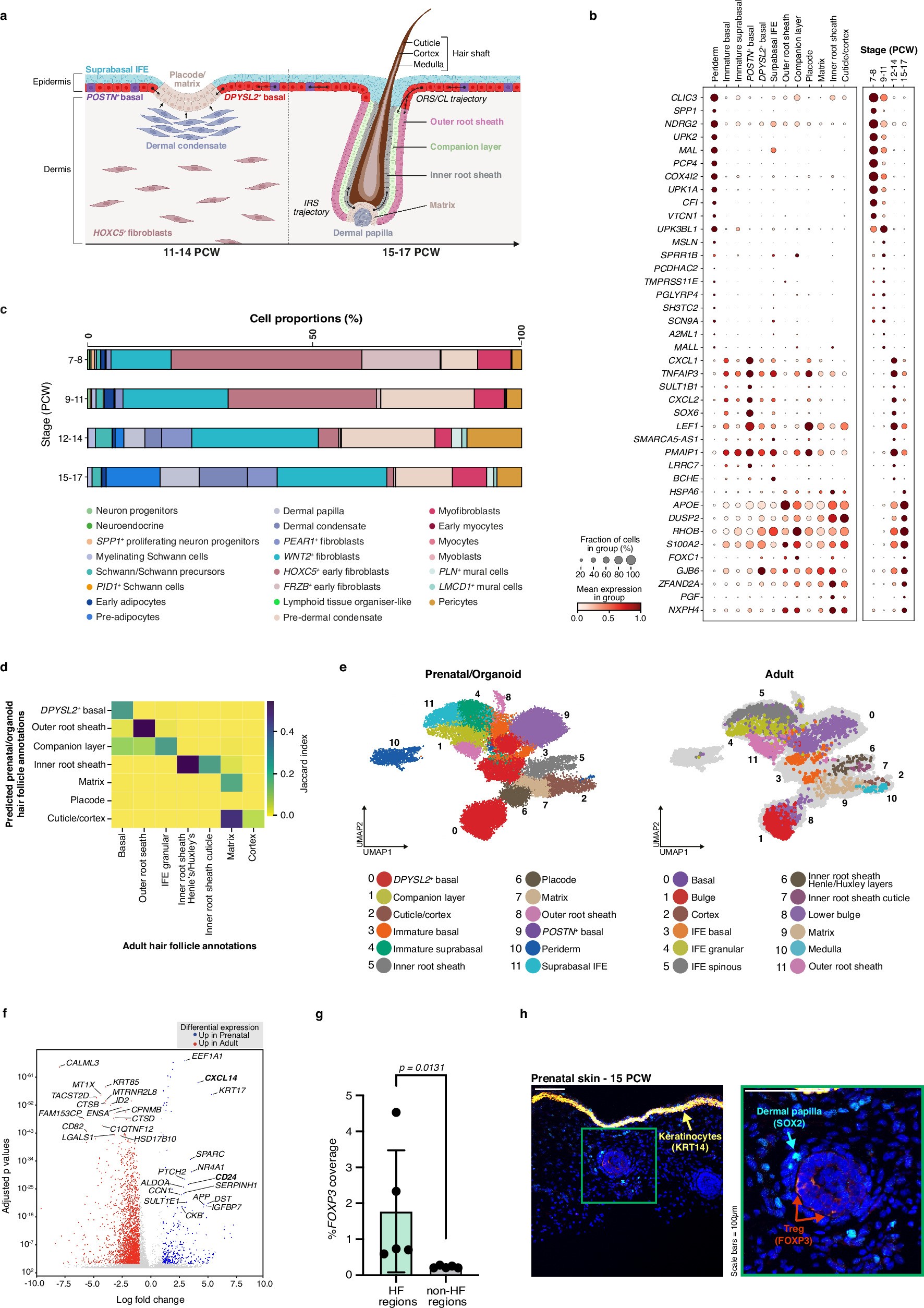 Extended Data Fig. 3: Prenatal skin epidermal cell composition and comparison with adult hair follicles.