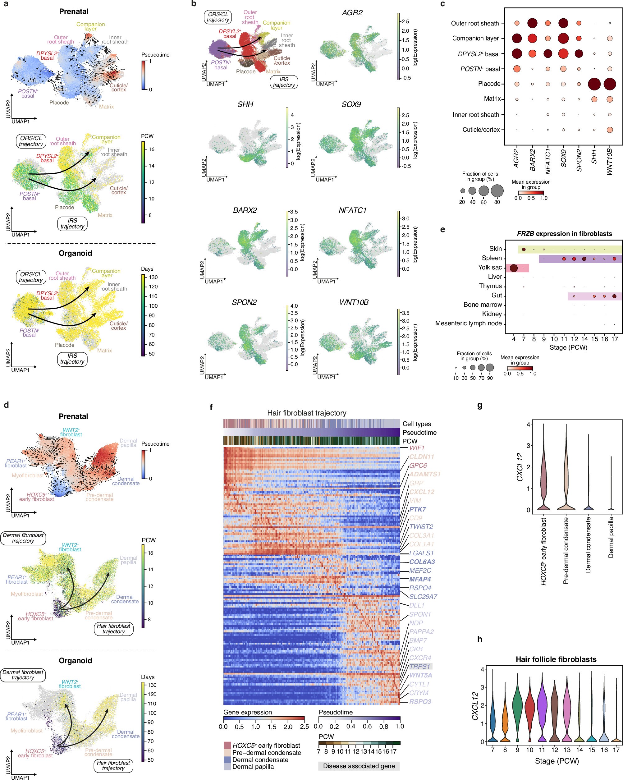 Extended Data Fig. 4: Differentiation of prenatal hair follicle epithelial cells.