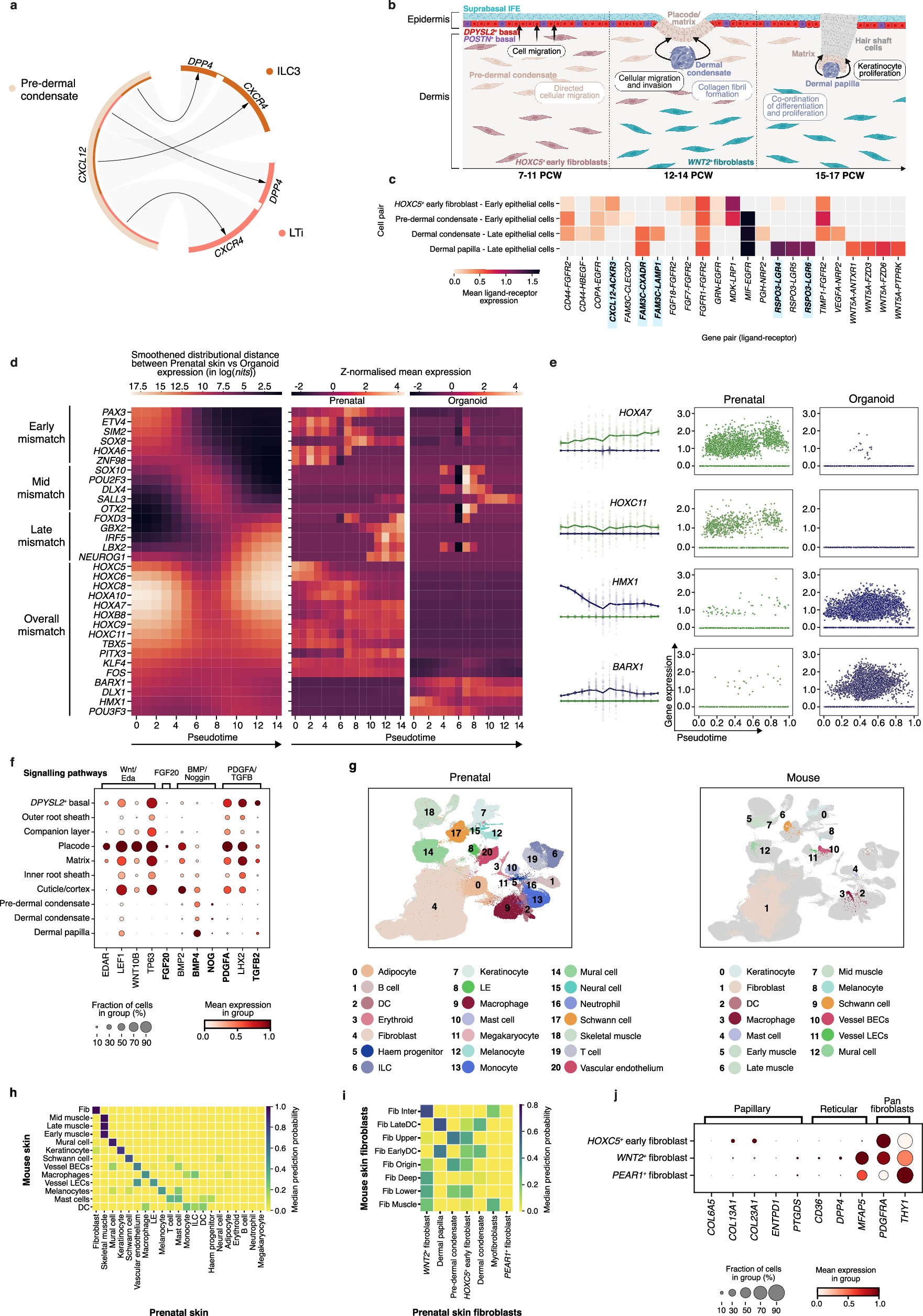 Extended Data Fig. 5: Differentiation of the prenatal hair follicle mesenchyme.