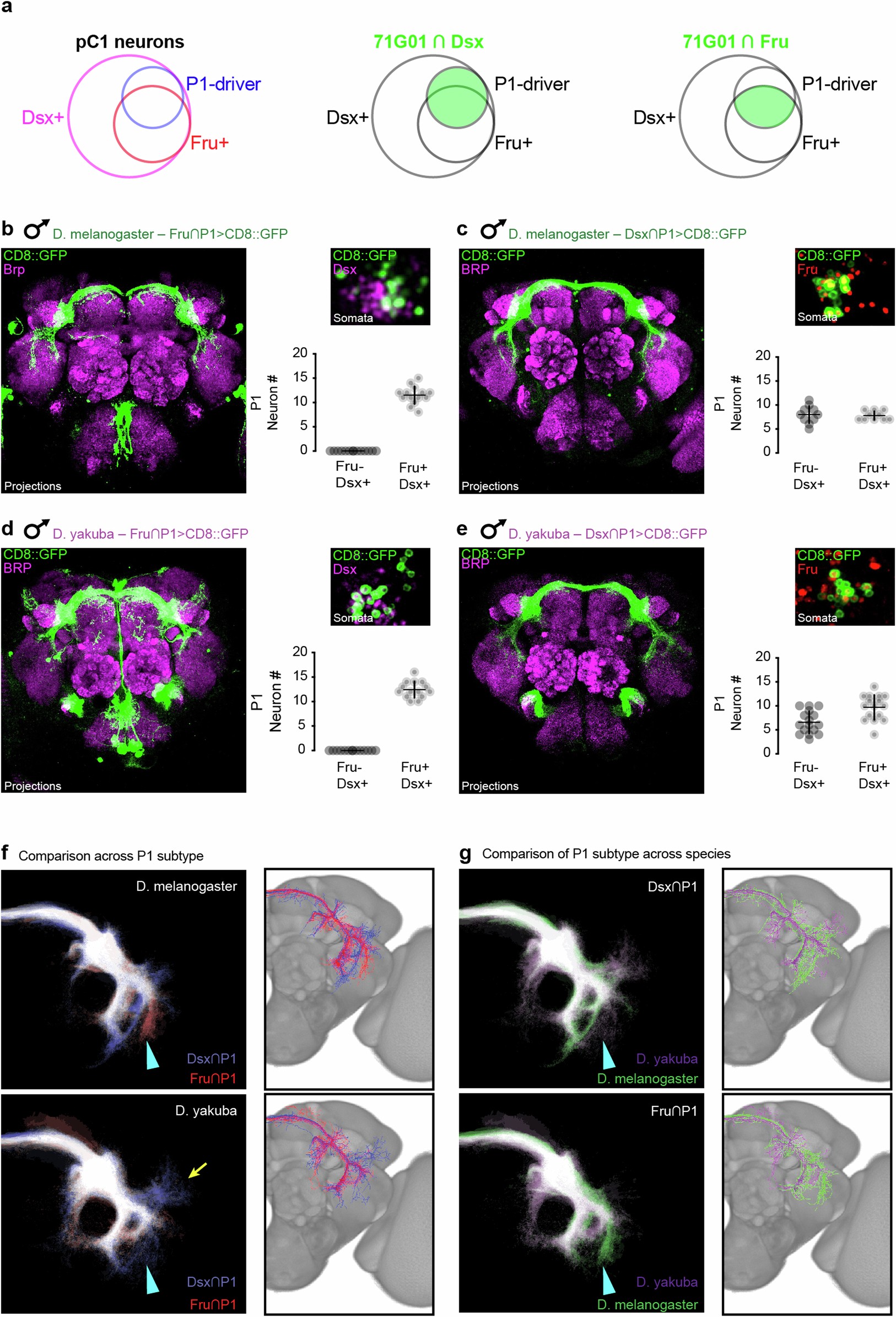 Extended Data Fig. 5: Differences in projection patterns of P1 subpopulations.