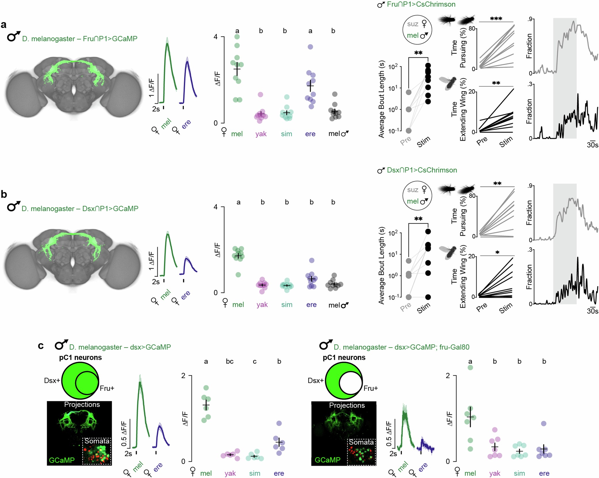 Extended Data Fig. 6: Subspecialization of P1 types in D. melanogaster.