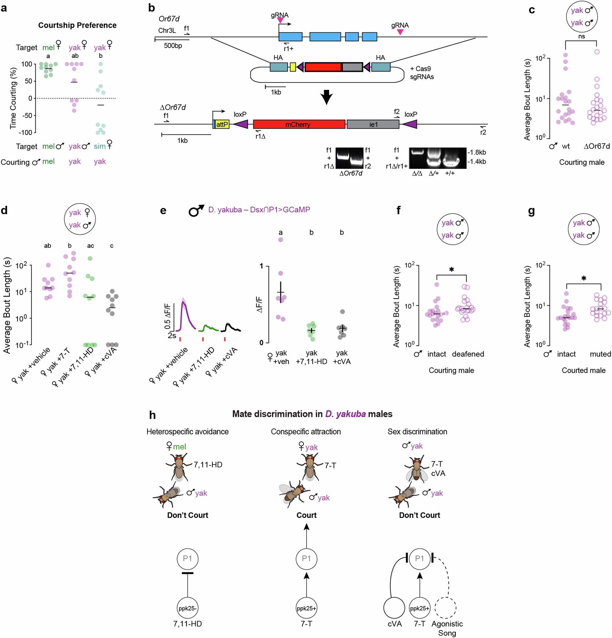 Extended Data Fig. 8: Multimodal sensory integration by P1 facilitates sex discrimination in D. yakuba.