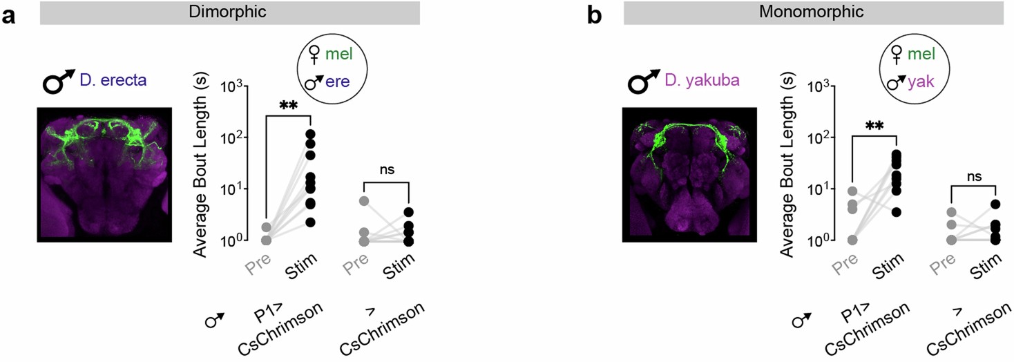 Extended Data Fig. 2: P1 neurons play a conserved role in promoting courtship across species.