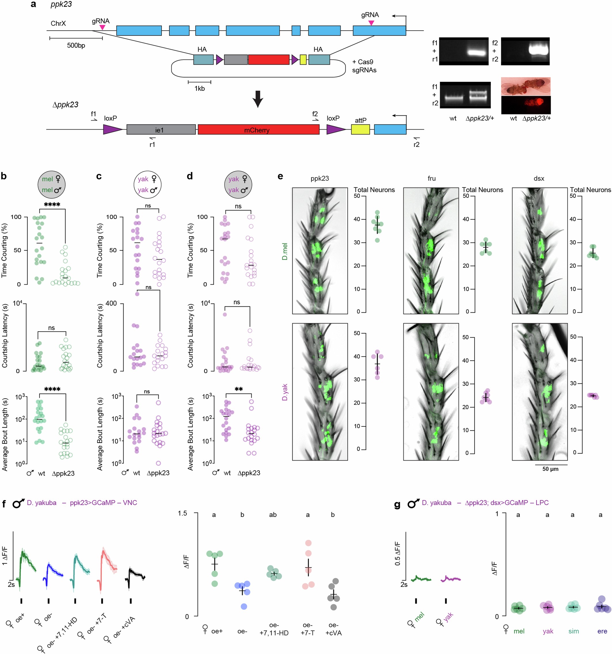 Extended Data Fig. 3: Conserved anatomy of pheromone-detecting sensory neurons.