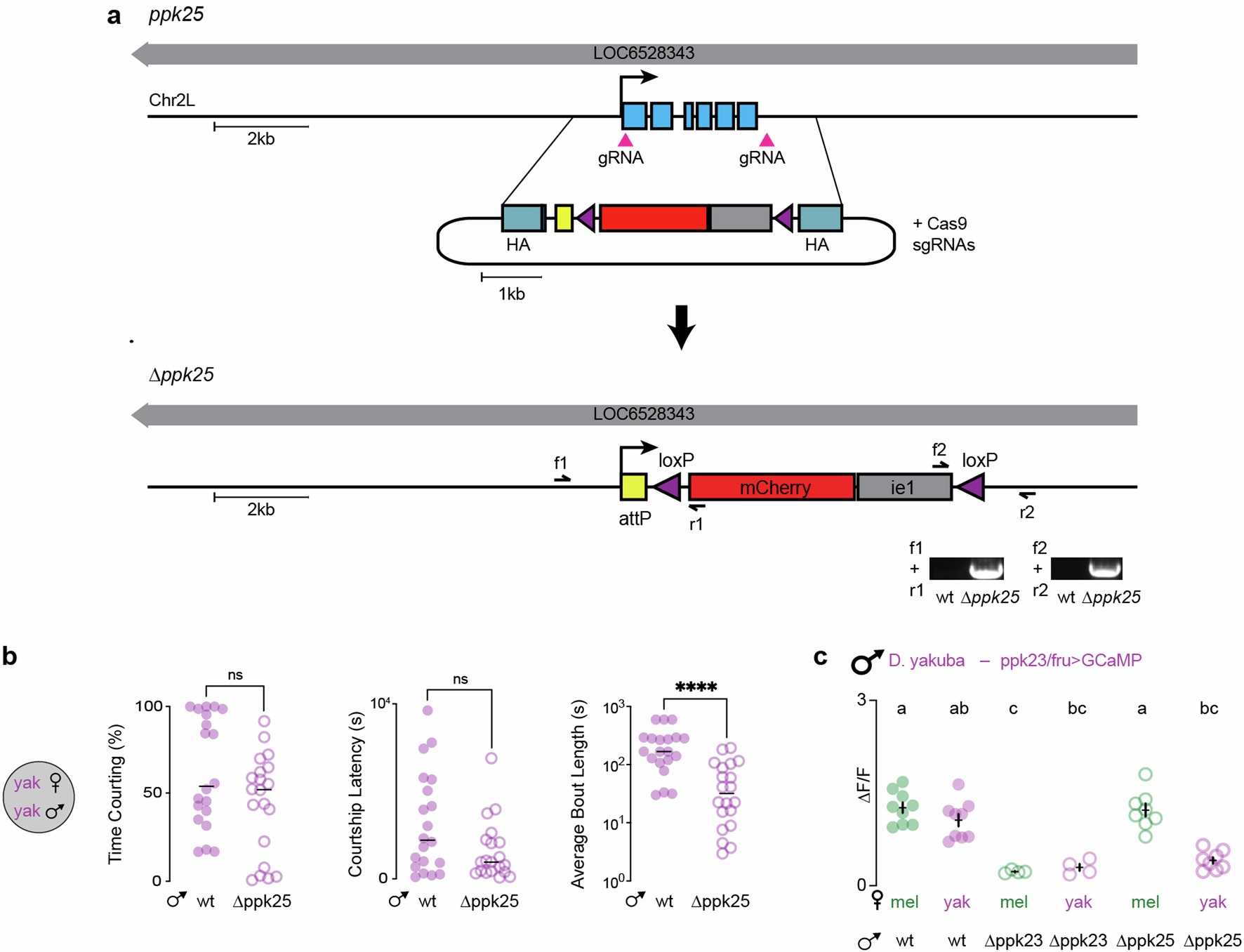 Extended Data Fig. 4: Ppk25+ Sensory neurons promote courtship in the dark in D. yakuba.
