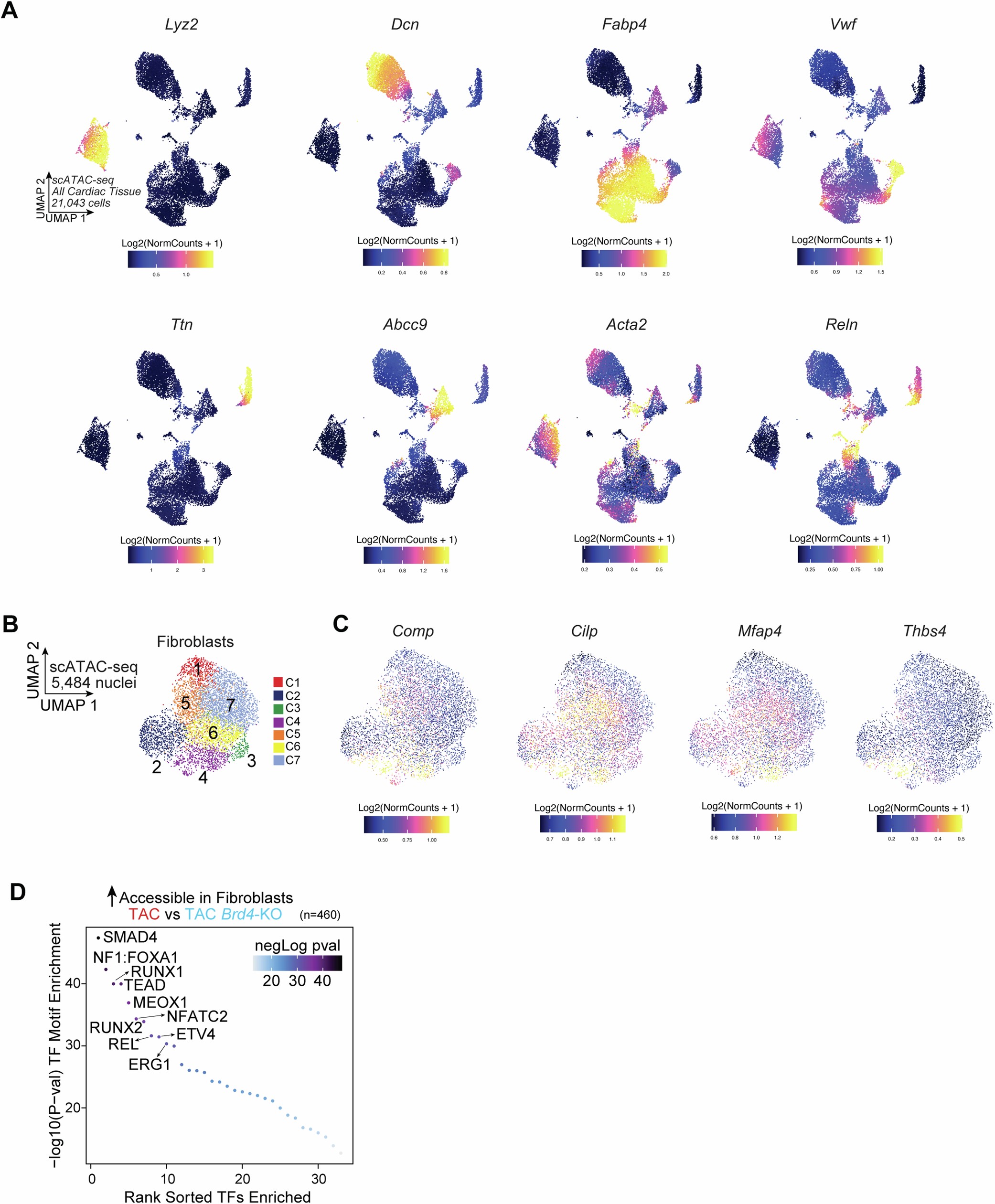 Extended Data Fig. 4: Changes in fibroblast chromatin accessibility with Brd4 deletion in Cx3cr1-expressing monocytes/macrophages.